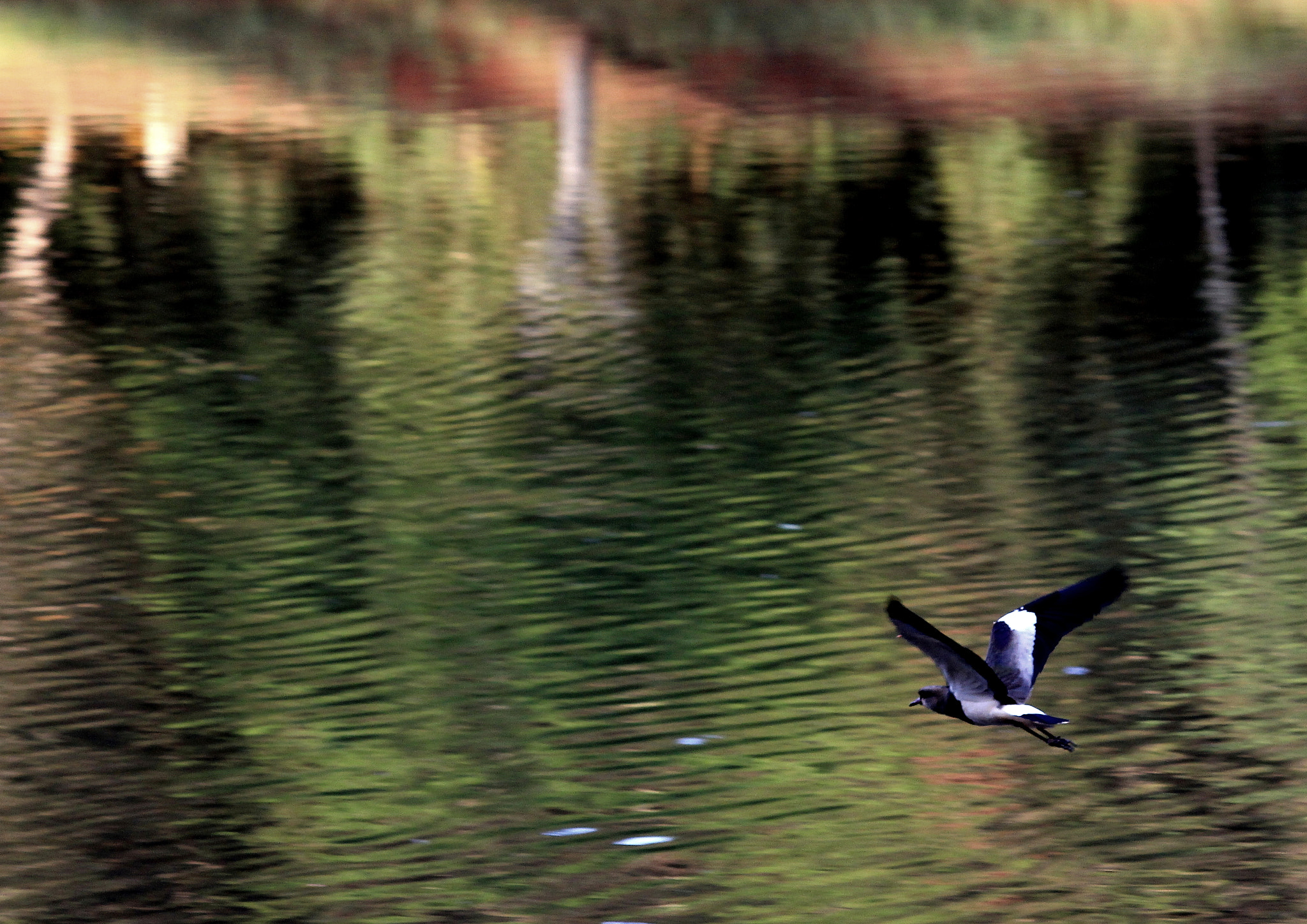 Canon EOS 550D (EOS Rebel T2i / EOS Kiss X4) + Canon EF 100mm F2.8 Macro USM sample photo. Flying over the lake photography