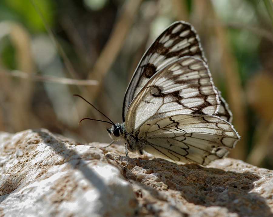 Pentax K20D + smc PENTAX-FA Macro 100mm F2.8 sample photo. Byzk photography