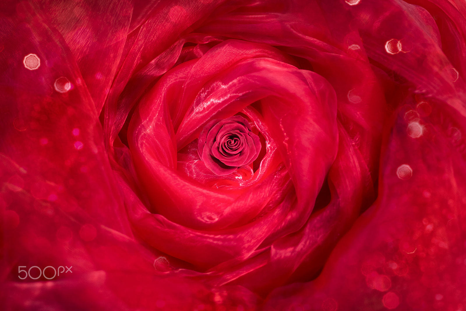 Sigma 70mm F2.8 EX DG Macro sample photo. Rose lace photography