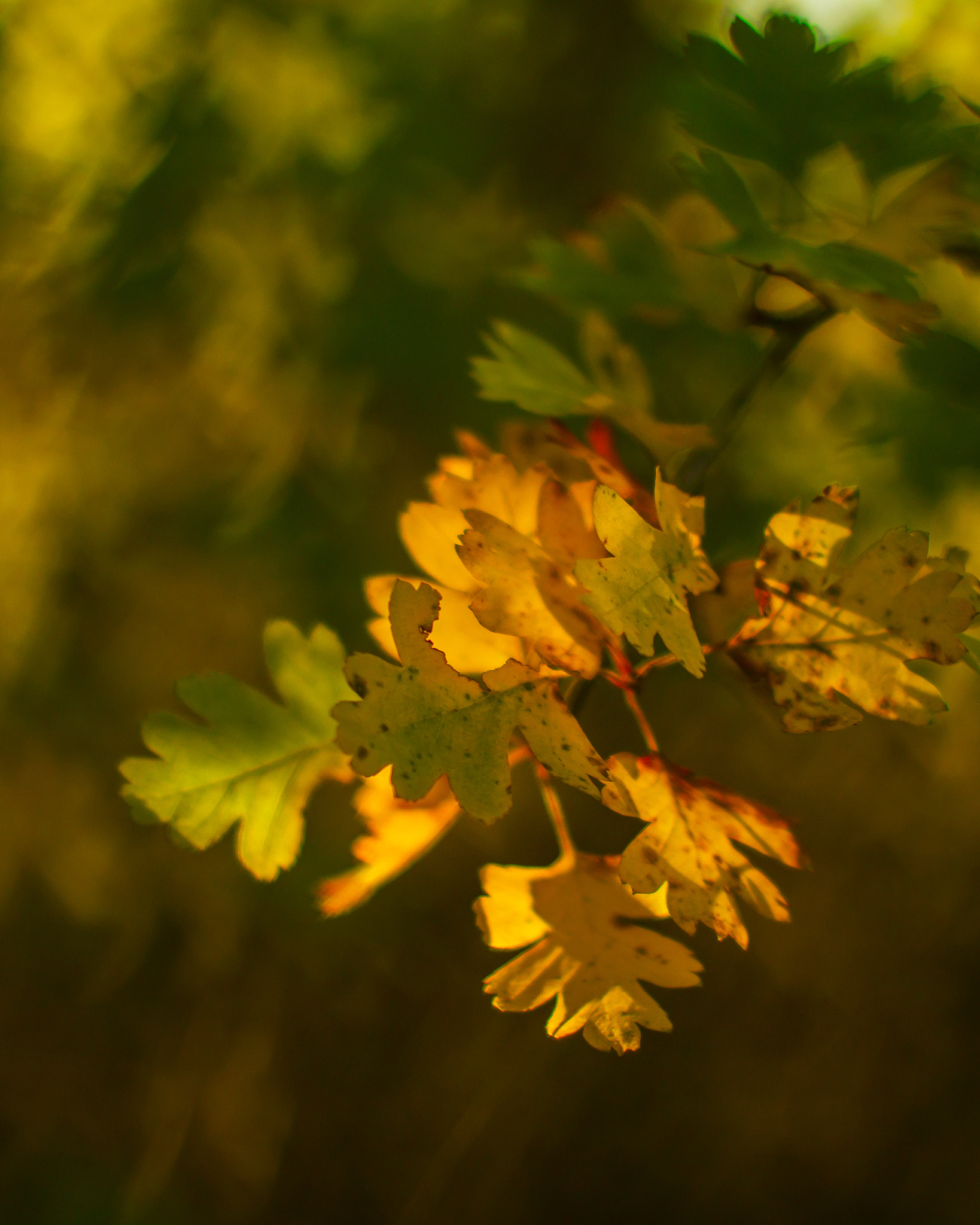Canon EOS 70D + Canon EF 50mm F1.4 USM sample photo. Autumn leaf photography