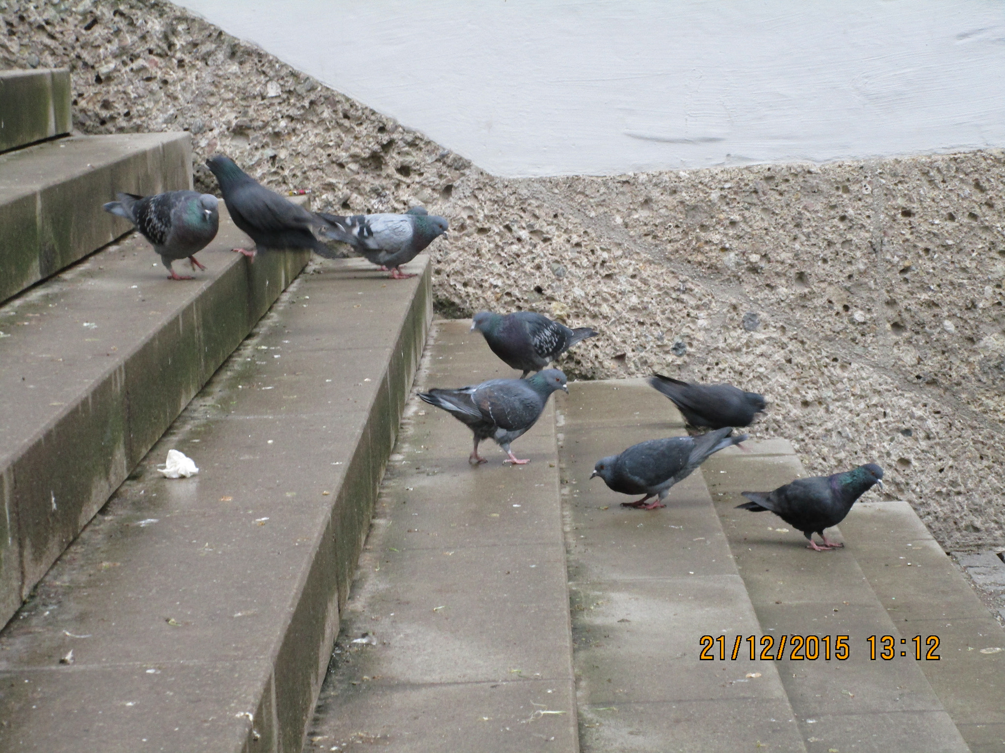 Canon PowerShot ELPH 170 IS (IXUS 170 / IXY 170) sample photo. Doves walking stairs up and down photography