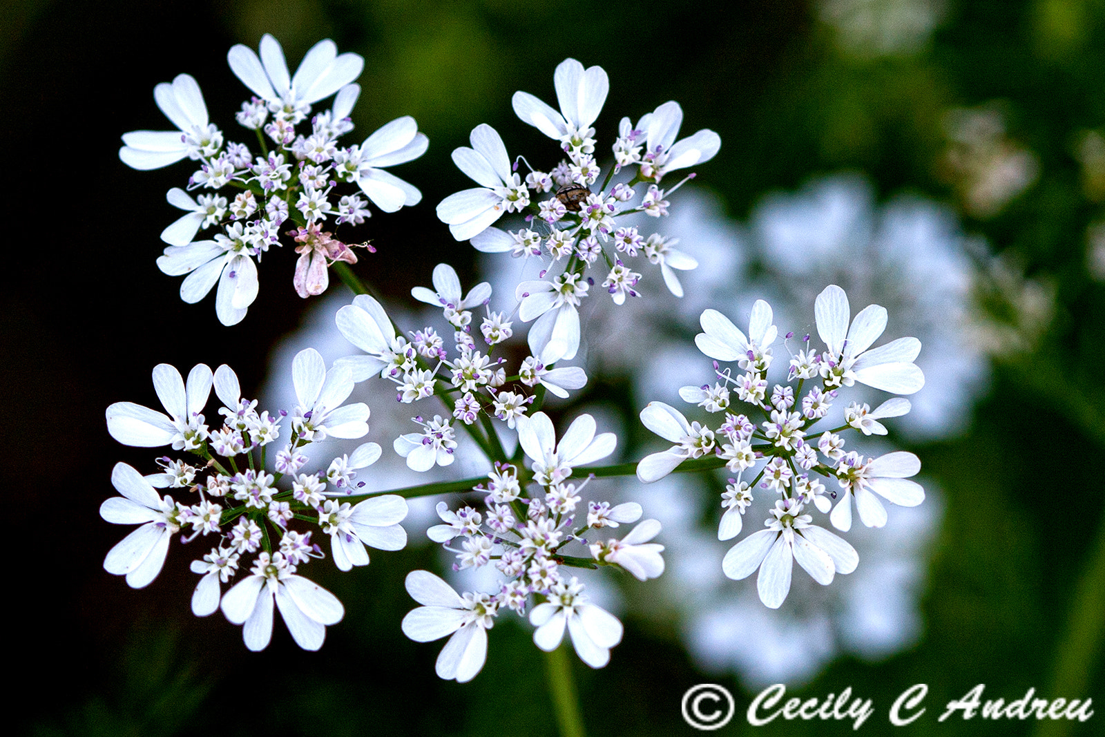 Canon EF 100mm F2.8 Macro USM sample photo. Cilantro flowers photography