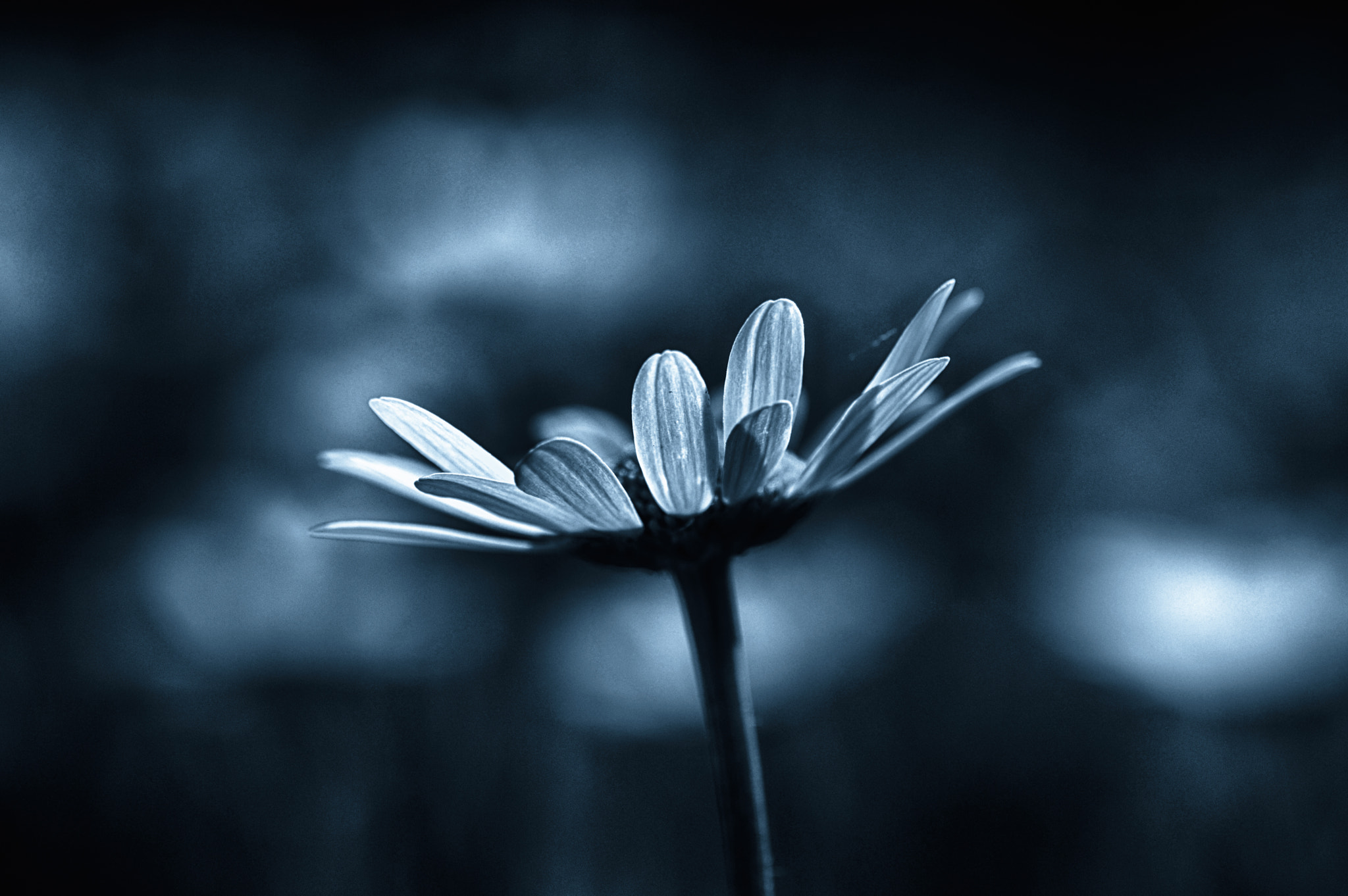 Nikon AF-S DX Micro-Nikkor 85mm F3.5G ED VR sample photo. Camomile dreams photography