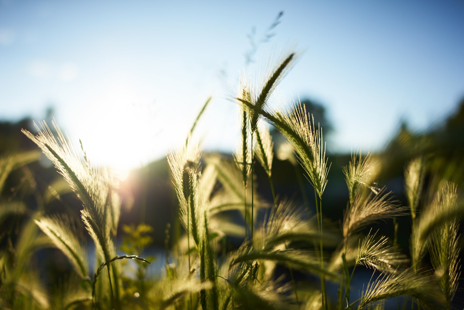 Sony a7R + Sony Distagon T* FE 35mm F1.4 ZA sample photo. Nature (distagon) photography