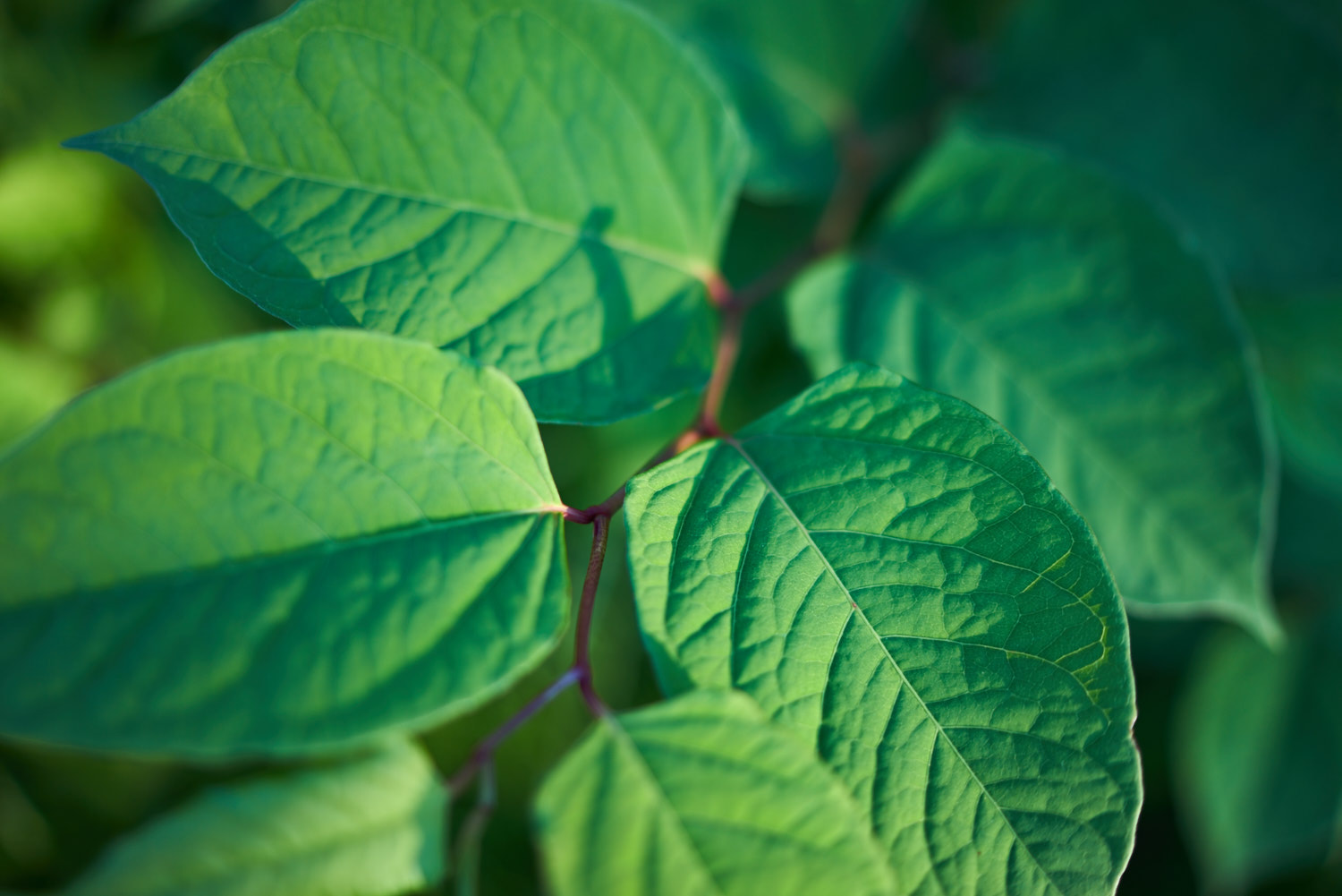 Sony a7R + Sony Distagon T* FE 35mm F1.4 ZA sample photo. Nature (distagon) photography
