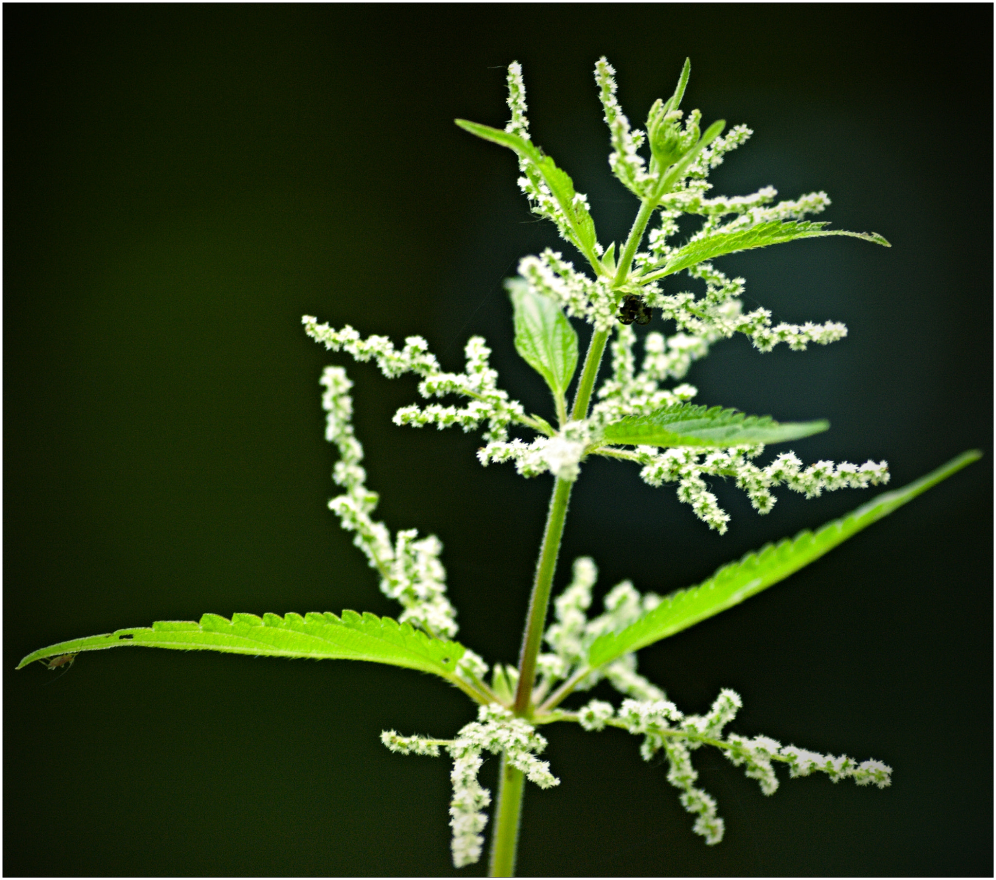 Olympus E-510 (EVOLT E-510) + 70.00 - 300.00 mm f/4.0 - 5.6 sample photo. The forest nettle... photography