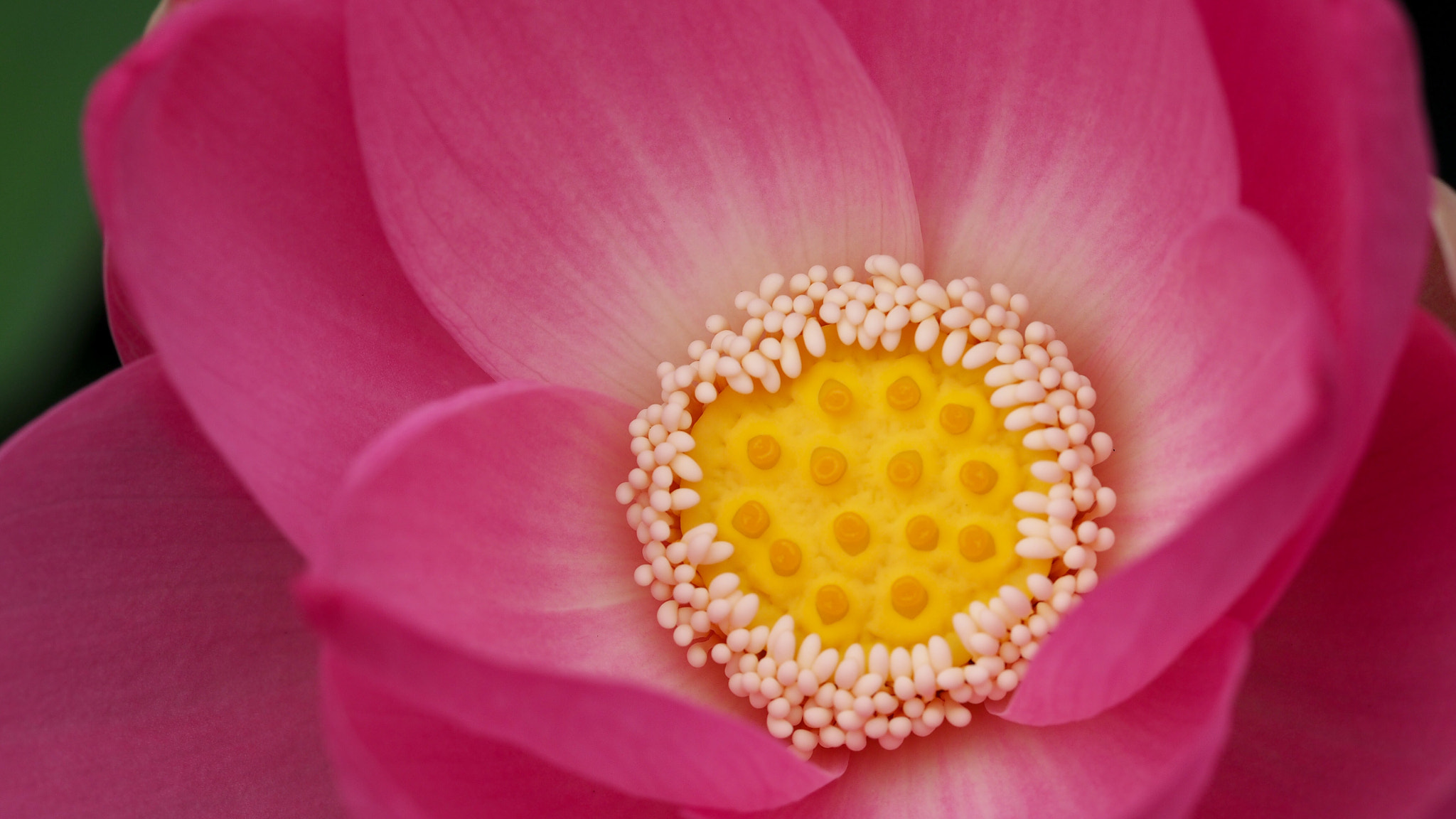 Olympus PEN E-PL7 sample photo. Lotus photography