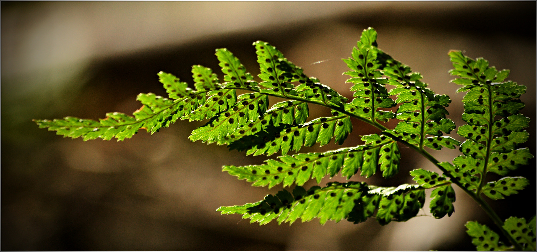 Olympus E-510 (EVOLT E-510) + 70.00 - 300.00 mm f/4.0 - 5.6 sample photo. The light of fern.. photography