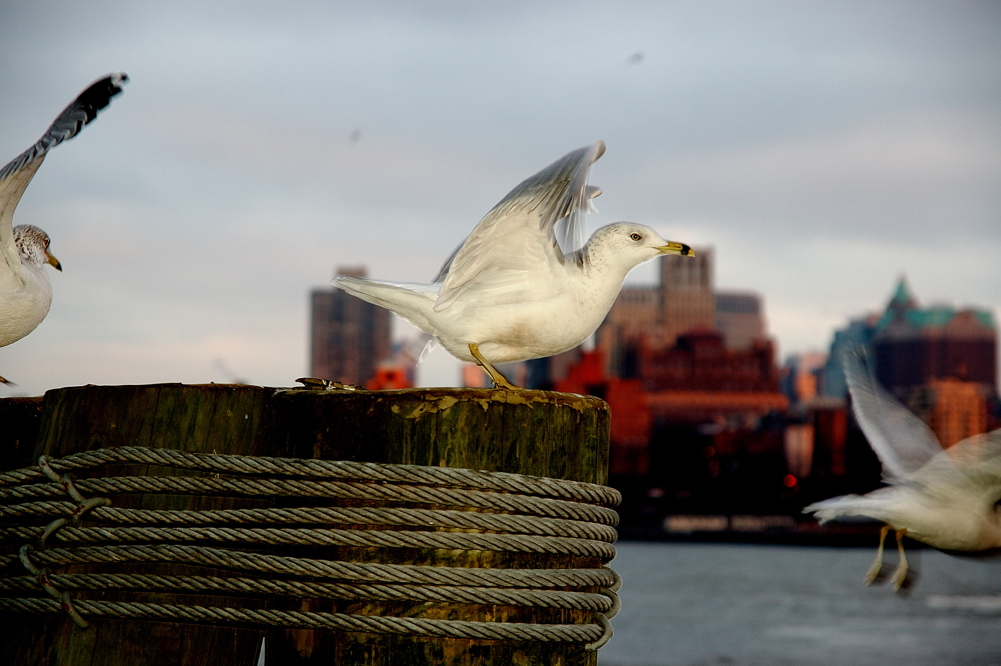 Sigma 17-70mm F2.8-4.5 DC Macro Asp. IF sample photo. Gulls photography