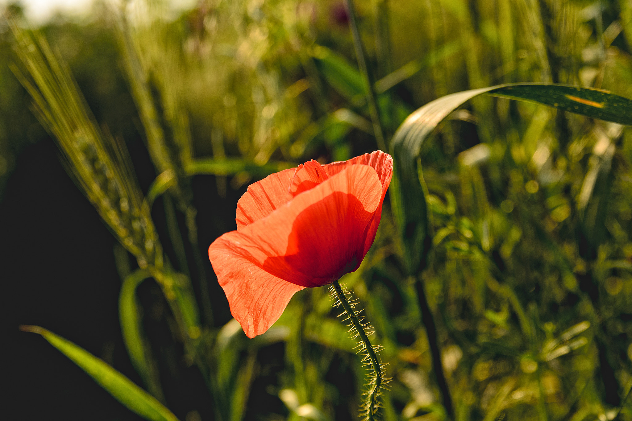 Sigma 18-50mm F2.8 EX DC Macro sample photo. Mohn photography