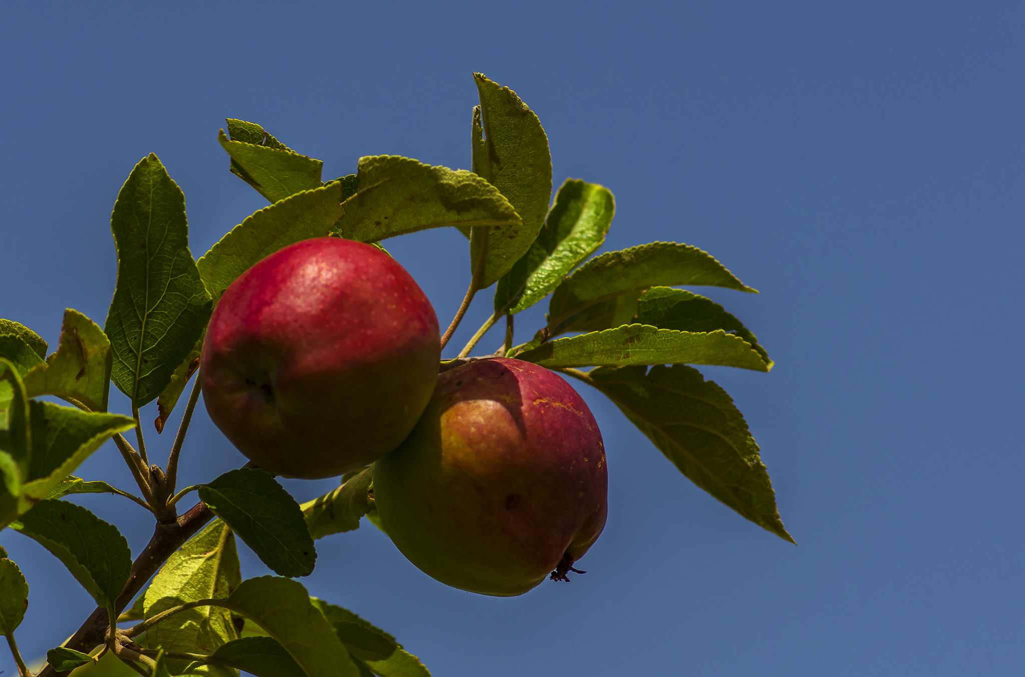 Pentax smc D-FA 100mm F2.8 Macro WR sample photo. _igp0547-2.jpg photography