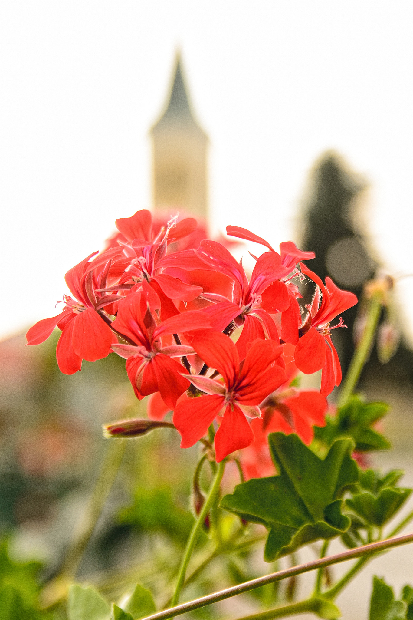 Sigma 18-50mm F2.8 EX DC Macro sample photo. Hometown flowers photography