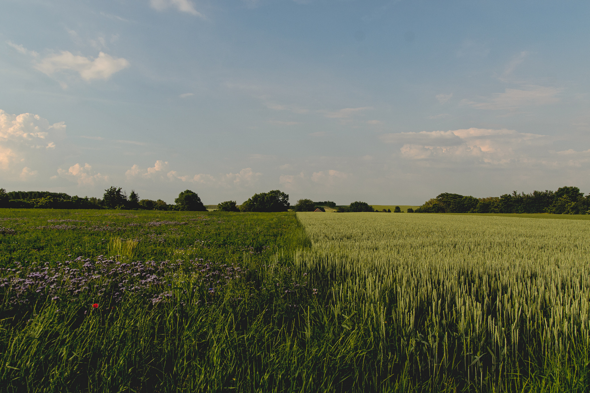 Nikon D7000 + Sigma 18-50mm F2.8 EX DC Macro sample photo. Another field... photography