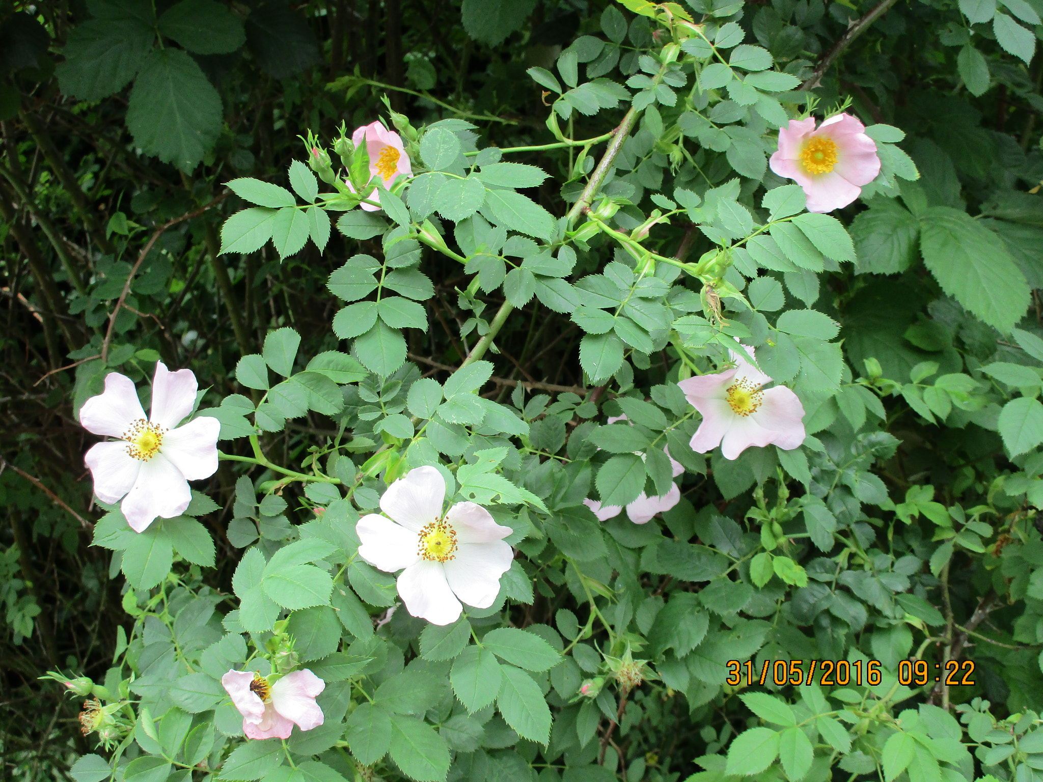 Canon PowerShot ELPH 170 IS (IXUS 170 / IXY 170) sample photo. German jungle wild roses and blackberries photography