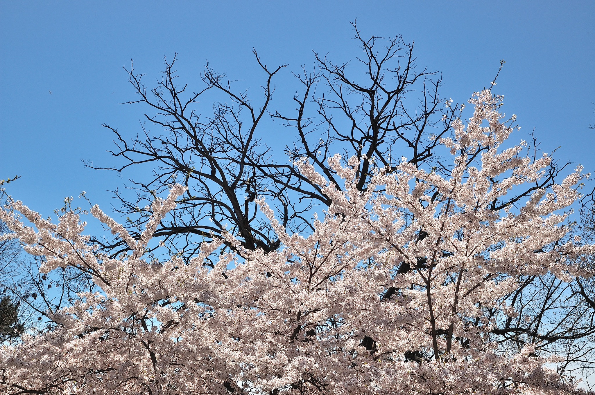 Sigma 17-70mm F2.8-4.5 DC Macro Asp. IF sample photo. Blossoms photography