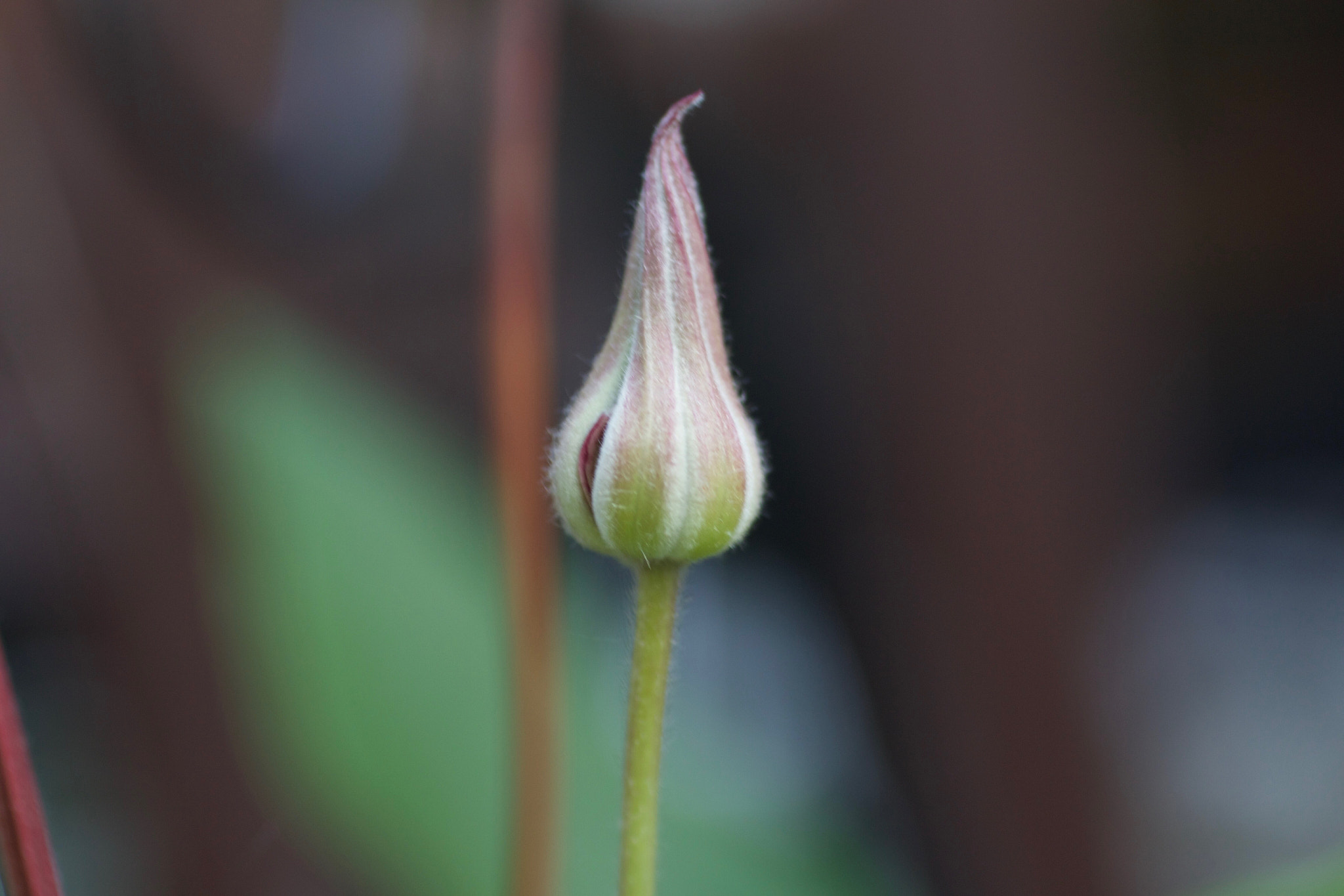 Canon EF 50mm F2.5 Macro sample photo