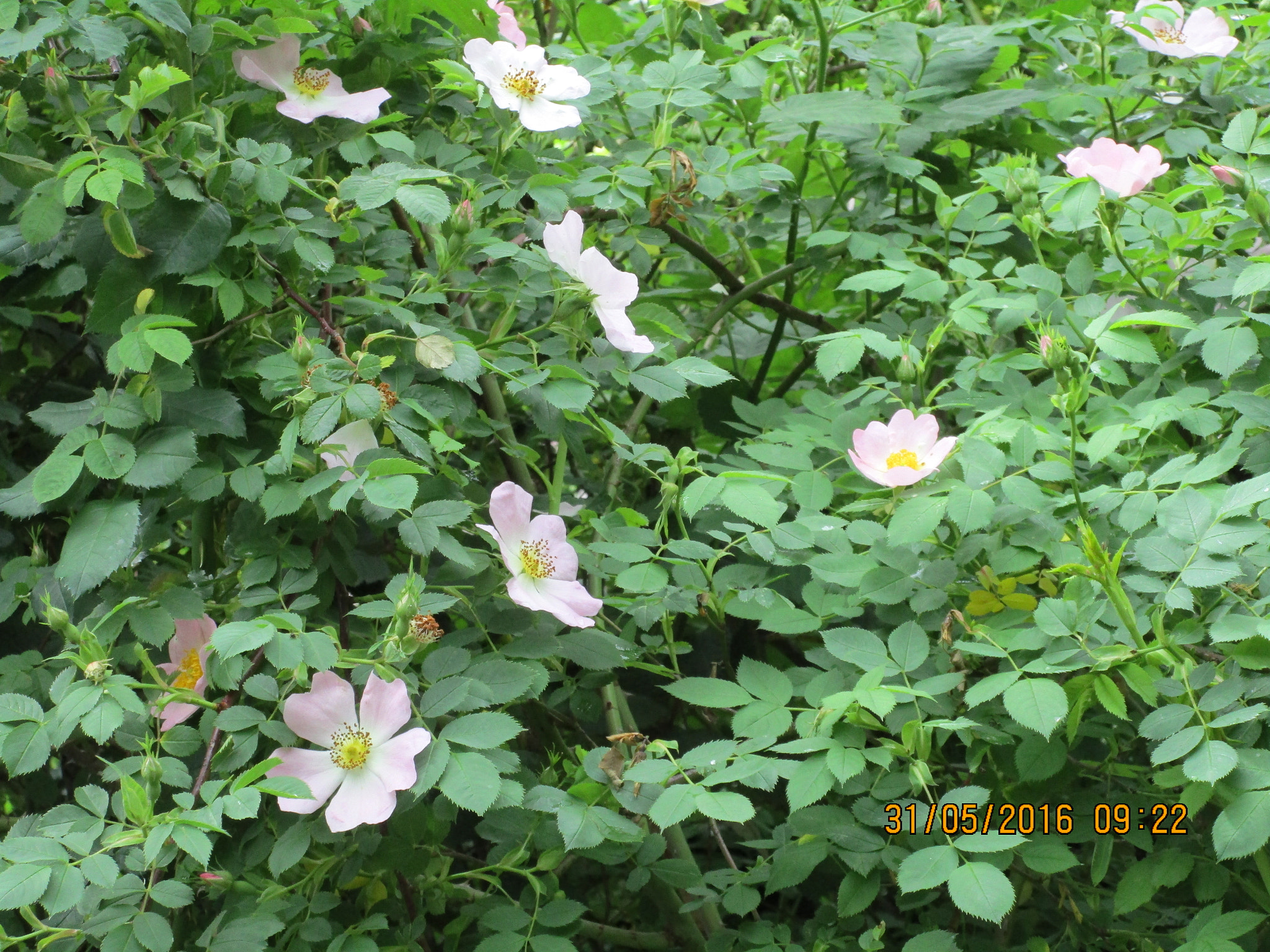 Canon PowerShot ELPH 170 IS (IXUS 170 / IXY 170) sample photo. Wild roses german jungle photography