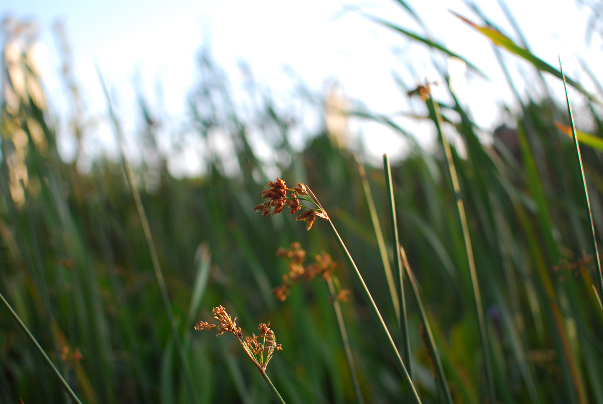 Nikon D40X + Nikon AF-S DX Nikkor 35mm F1.8G sample photo. Juncos... photography