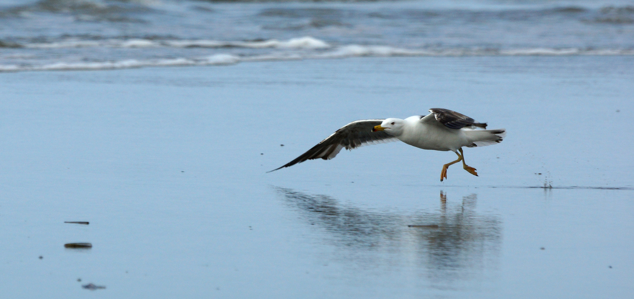 Sony SLT-A77 + Sony 70-400mm F4-5.6 G SSM sample photo. Take off photography