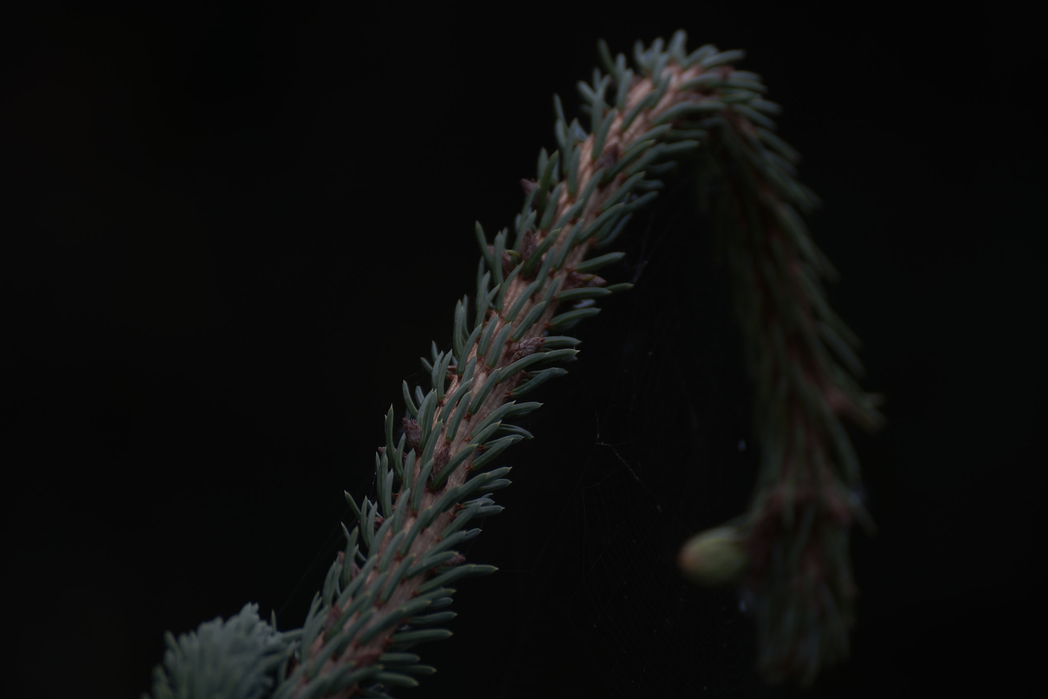 Sony DT 55-300mm F4.5-5.6 SAM sample photo. Just a branch photography