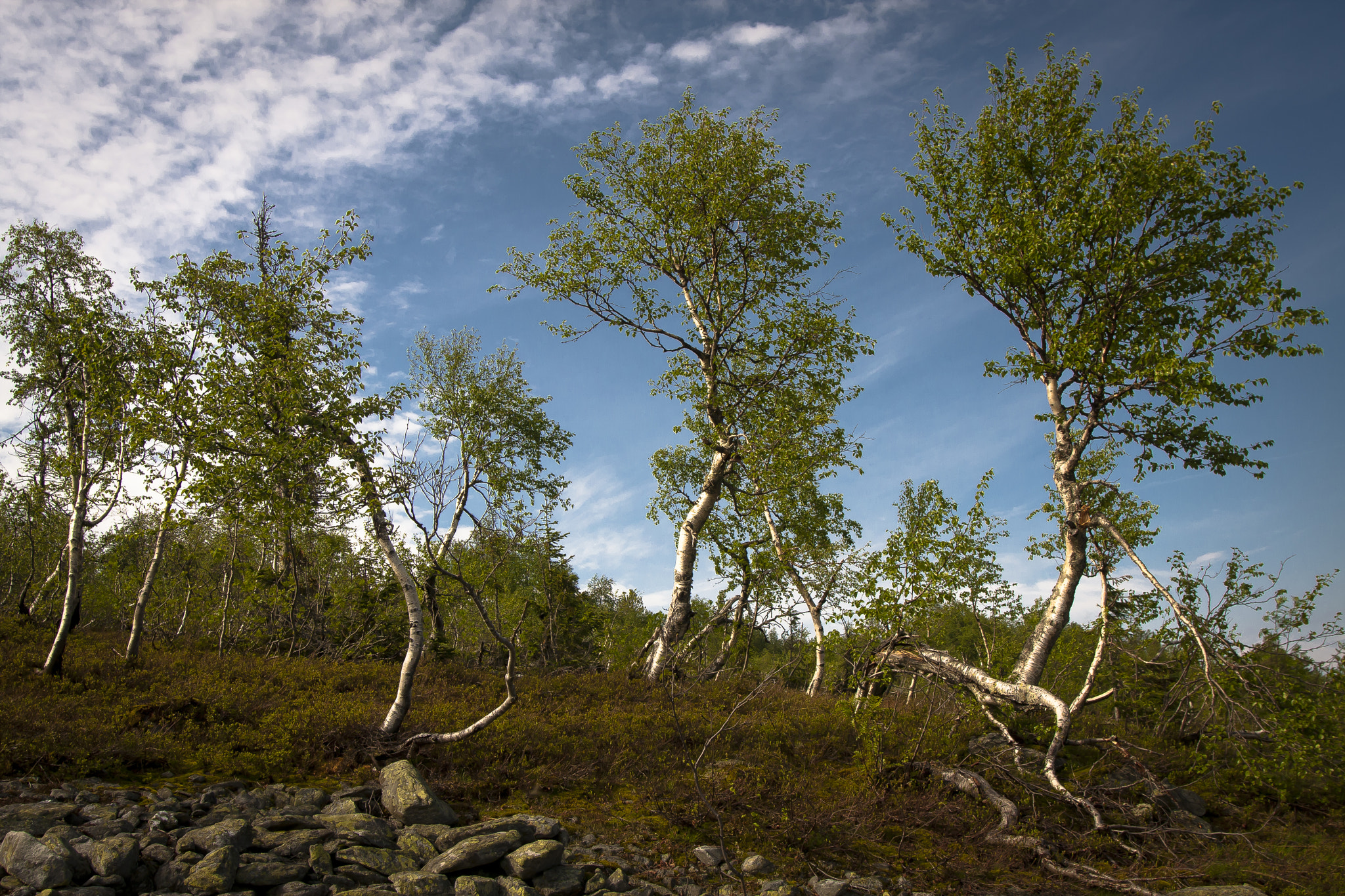 Canon EOS 40D + Sigma 20mm EX f/1.8 sample photo. Dance in tundra photography