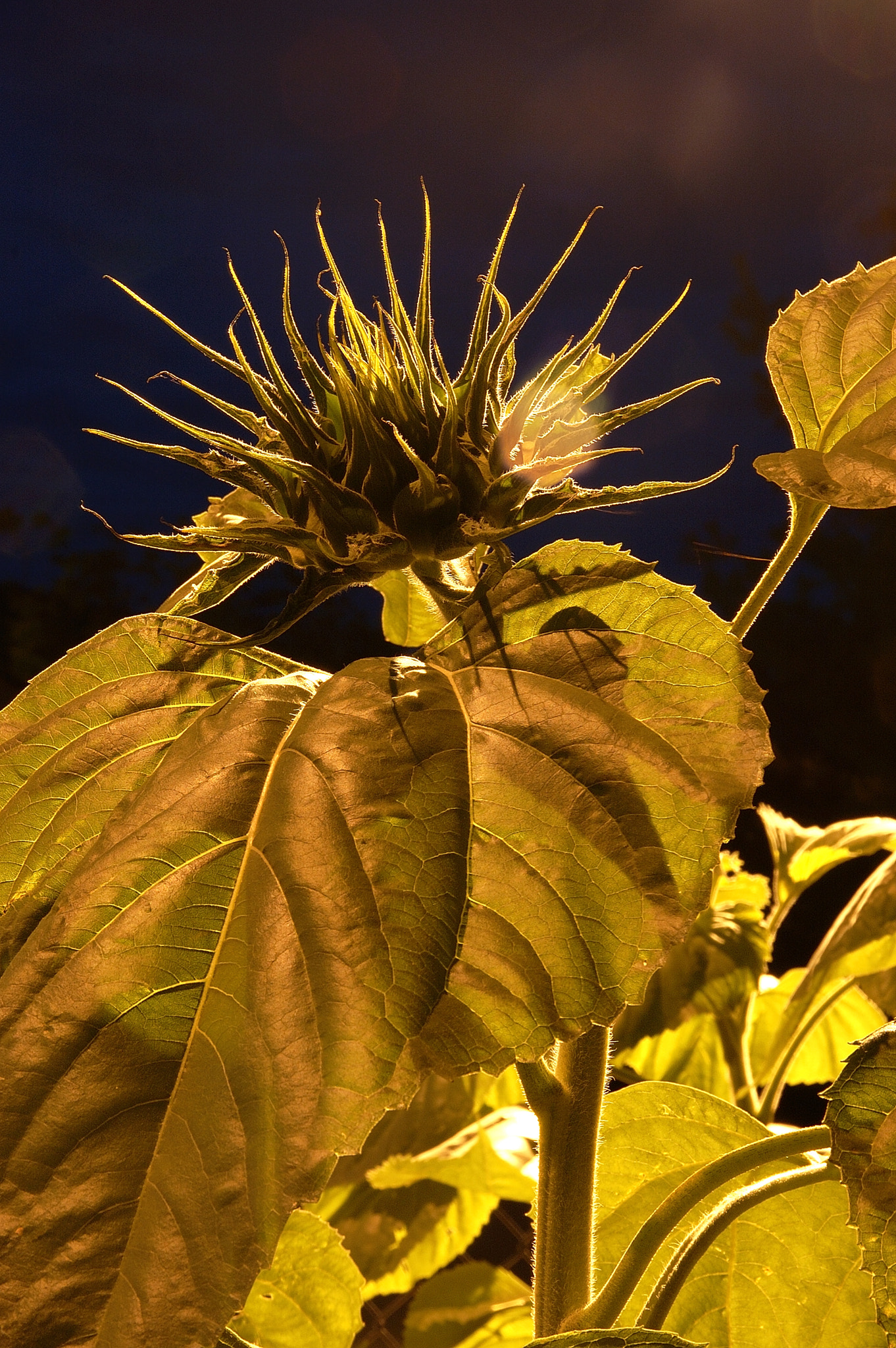 Sigma 17-70mm F2.8-4.5 DC Macro Asp. IF sample photo. Young sunflower photography