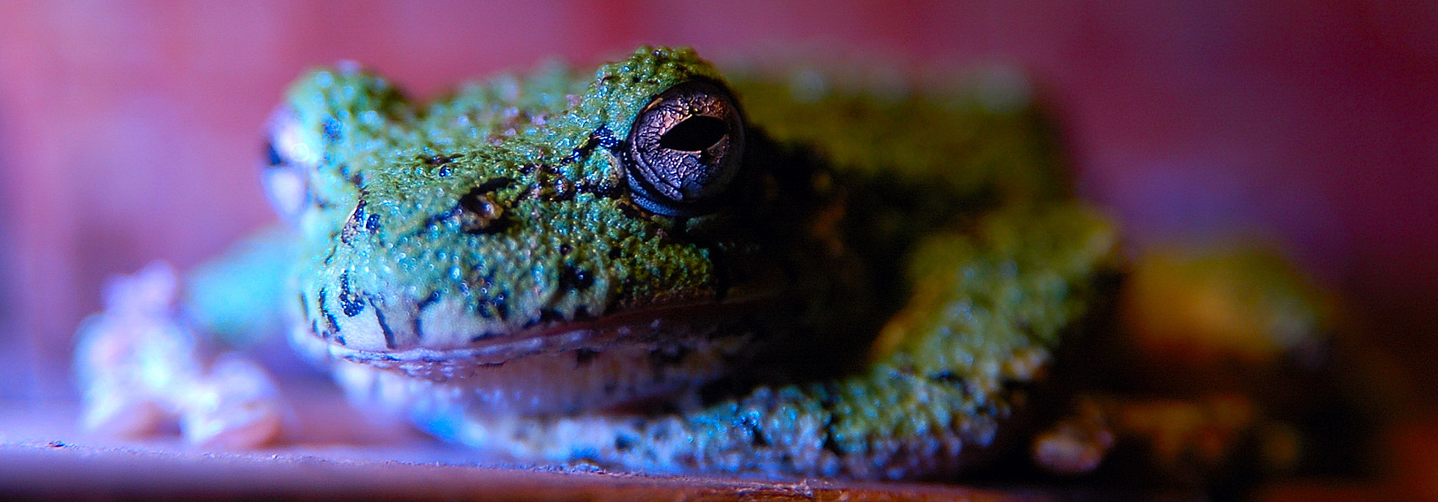 Sigma 17-70mm F2.8-4.5 DC Macro Asp. IF sample photo. Frog photography