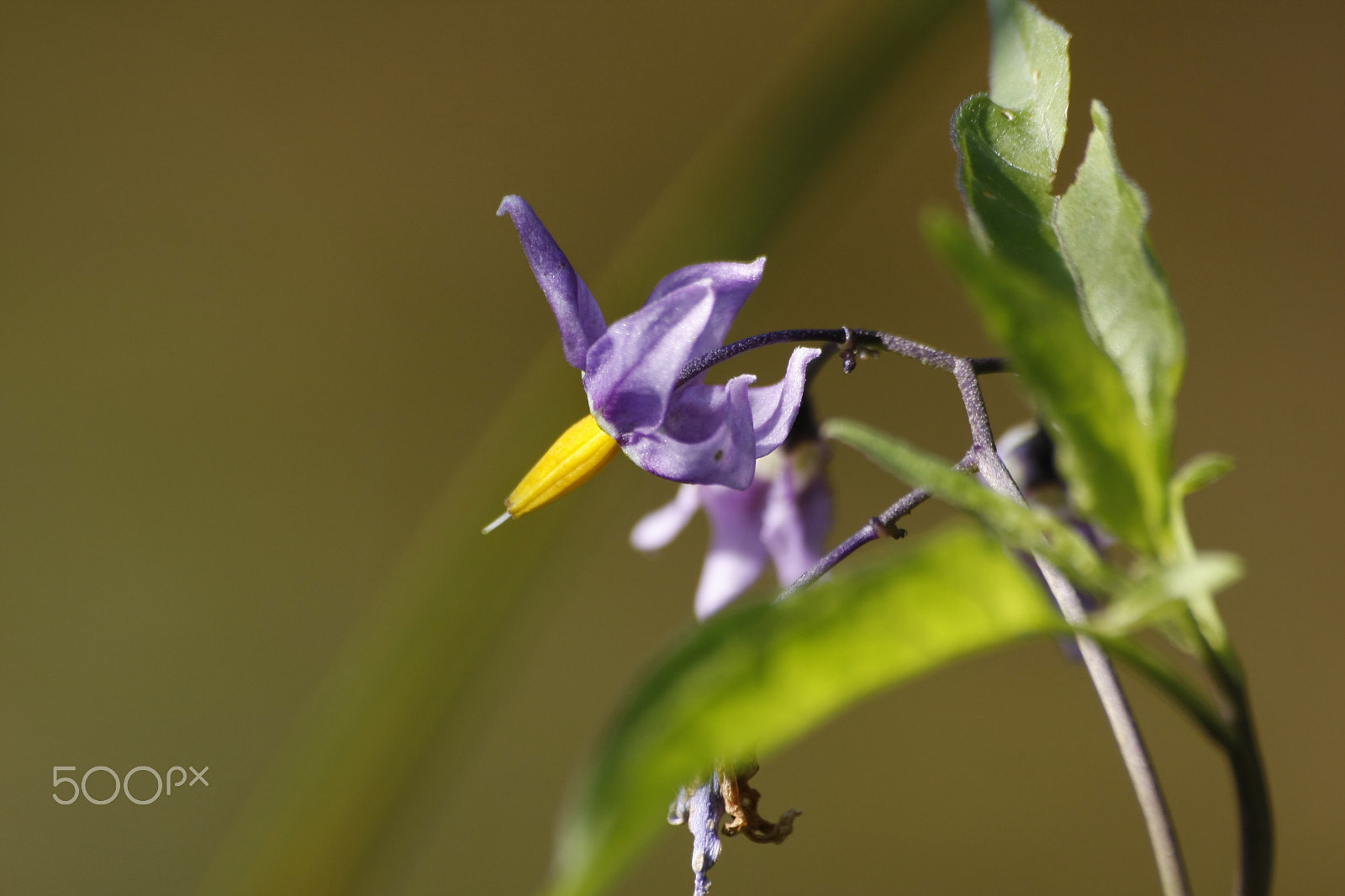 Sigma 70-300mm F4-5.6 APO DG Macro sample photo. Leto photography