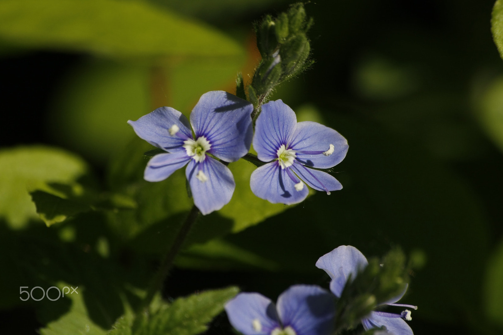 Sigma 70-300mm F4-5.6 APO DG Macro sample photo. Vesna photography
