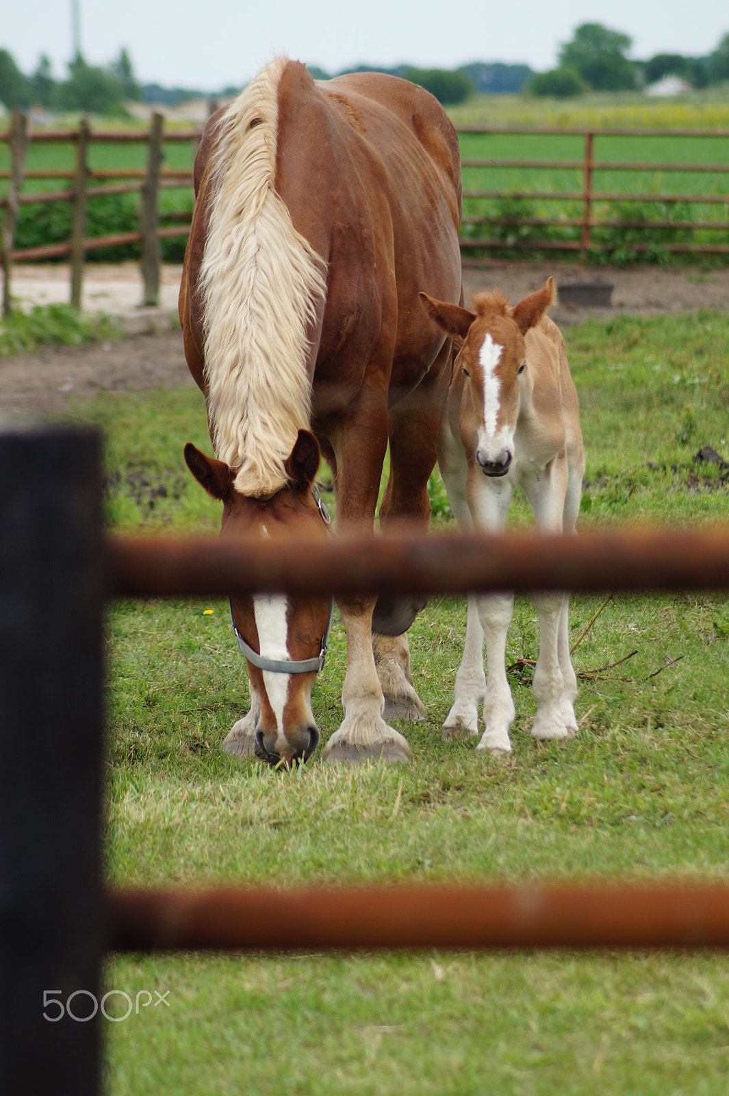 Tamron Lens (129) sample photo. Mother horse with baby behind fence photography