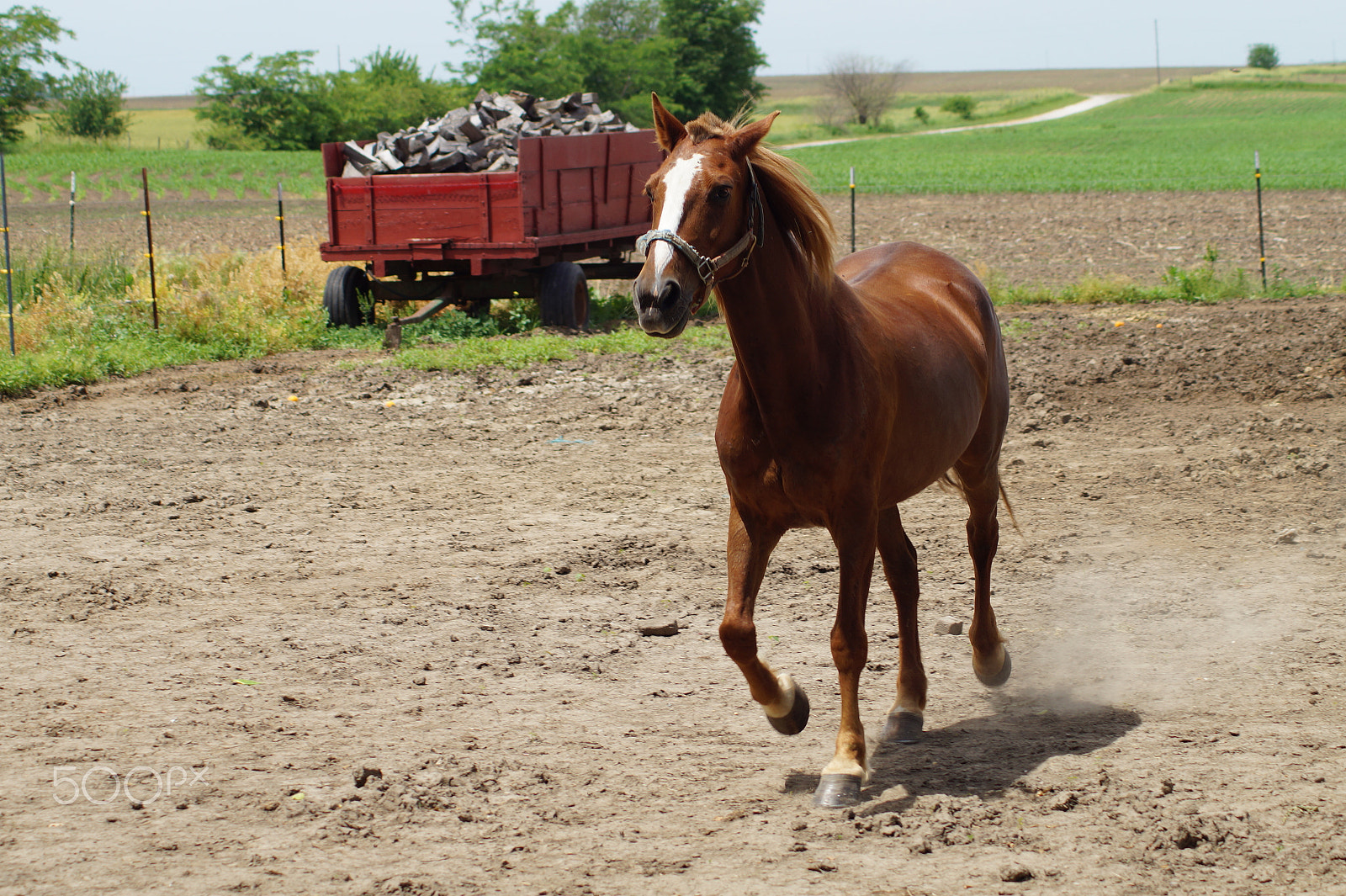 Tamron Lens (129) sample photo. Horse running photography