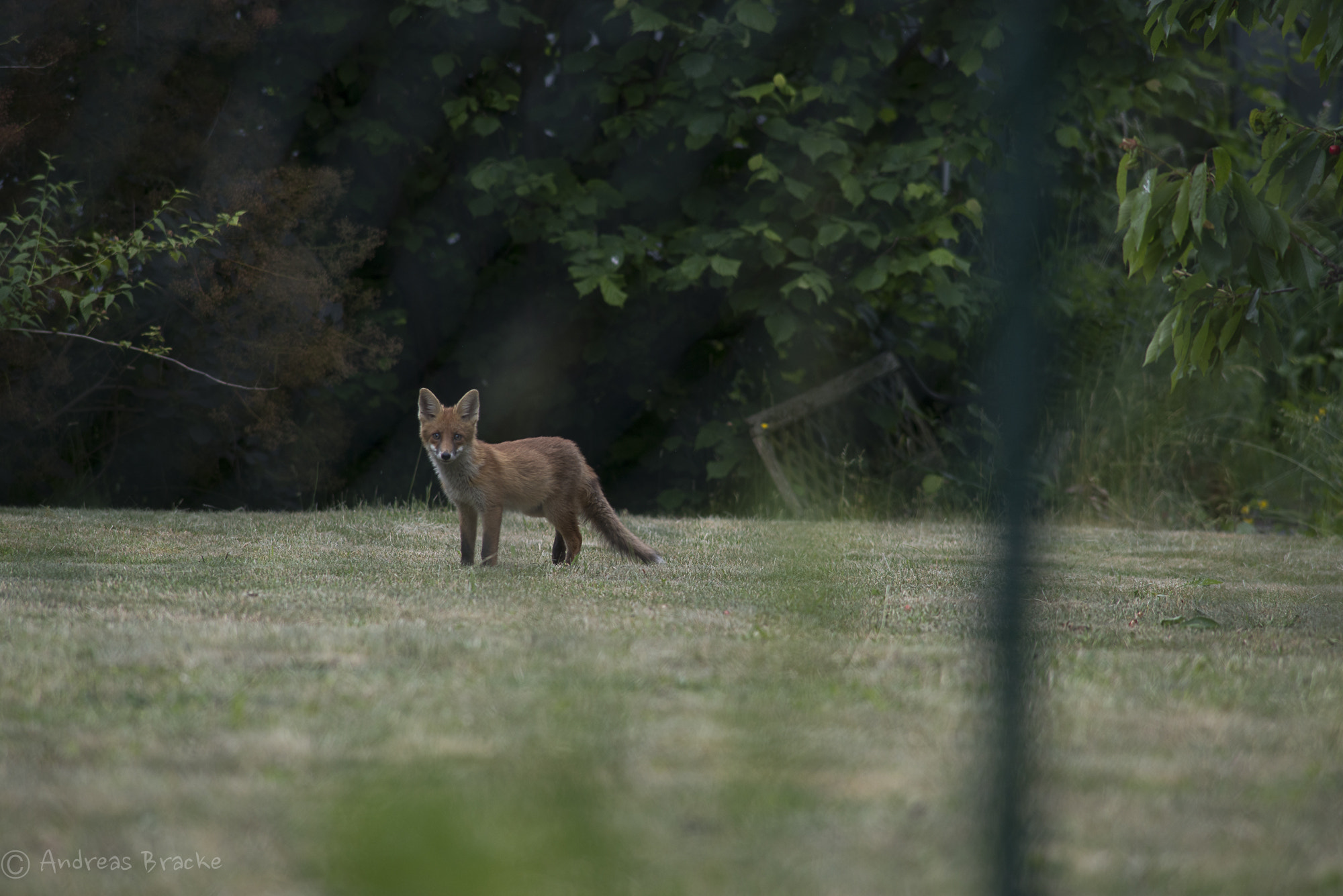 Nikon D800E + AF Nikkor 300mm f/4 IF-ED sample photo. Fox in the garden photography