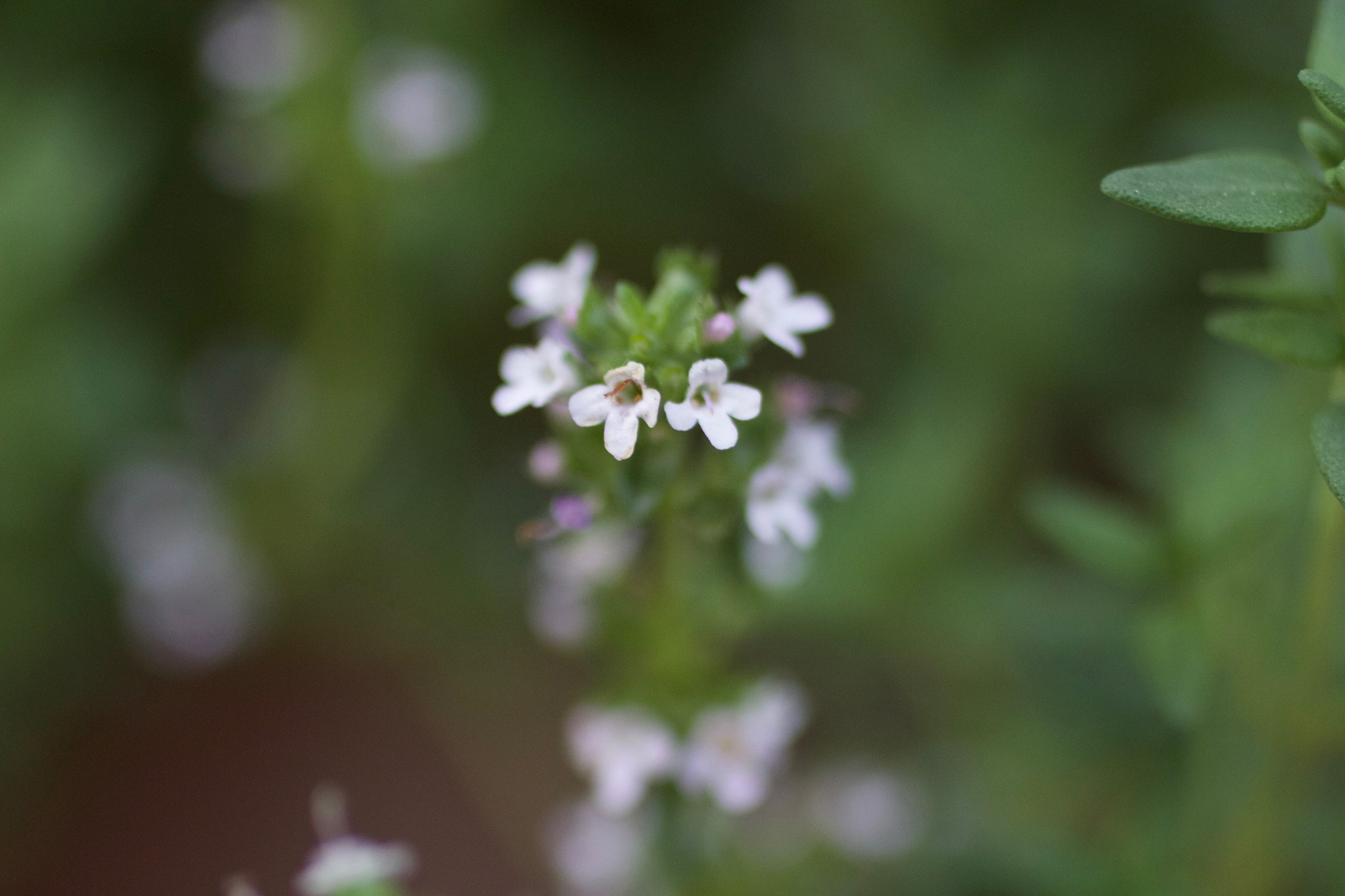 Canon EF 50mm F2.5 Macro sample photo