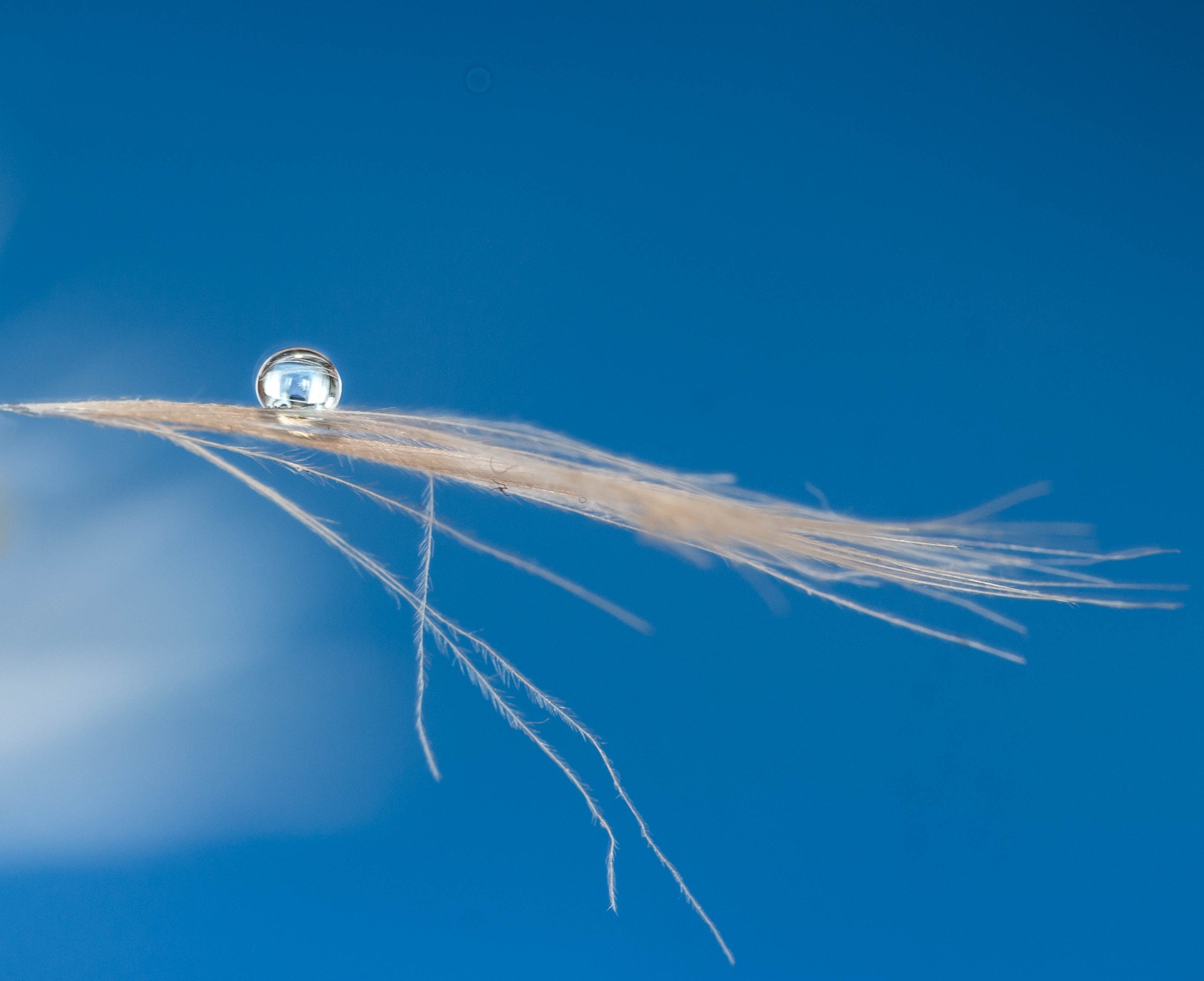 Canon EF 100mm F2.8 Macro USM sample photo. Feather photography