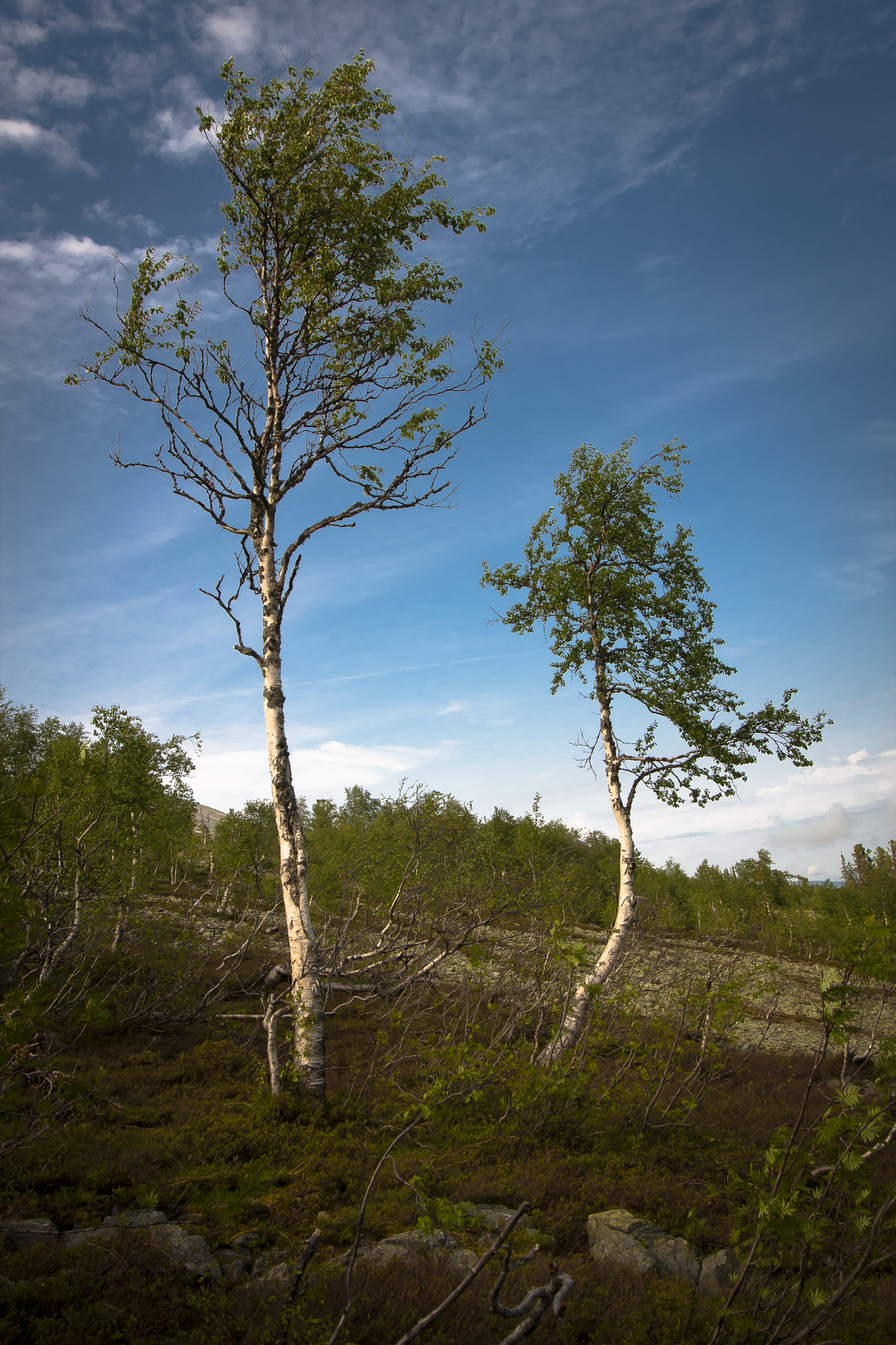 Canon EOS 40D + Sigma 20mm EX f/1.8 sample photo. Dance in tundra ii photography