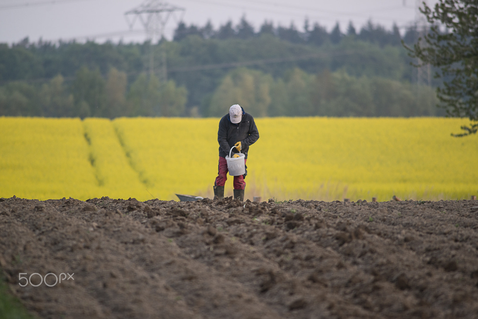 Nikon D800E + AF Nikkor 300mm f/4 IF-ED sample photo. Working in the field photography