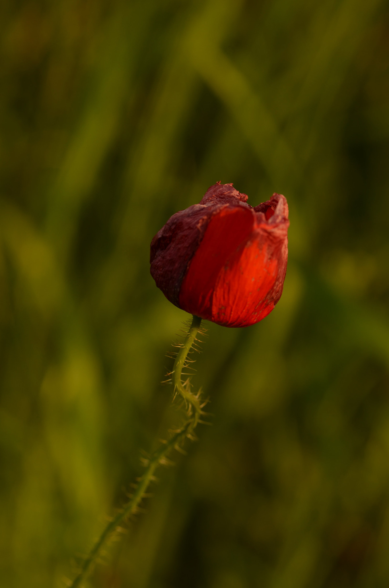 Nikon D5100 + Sigma 105mm F2.8 EX DG Macro sample photo. Mohn photography
