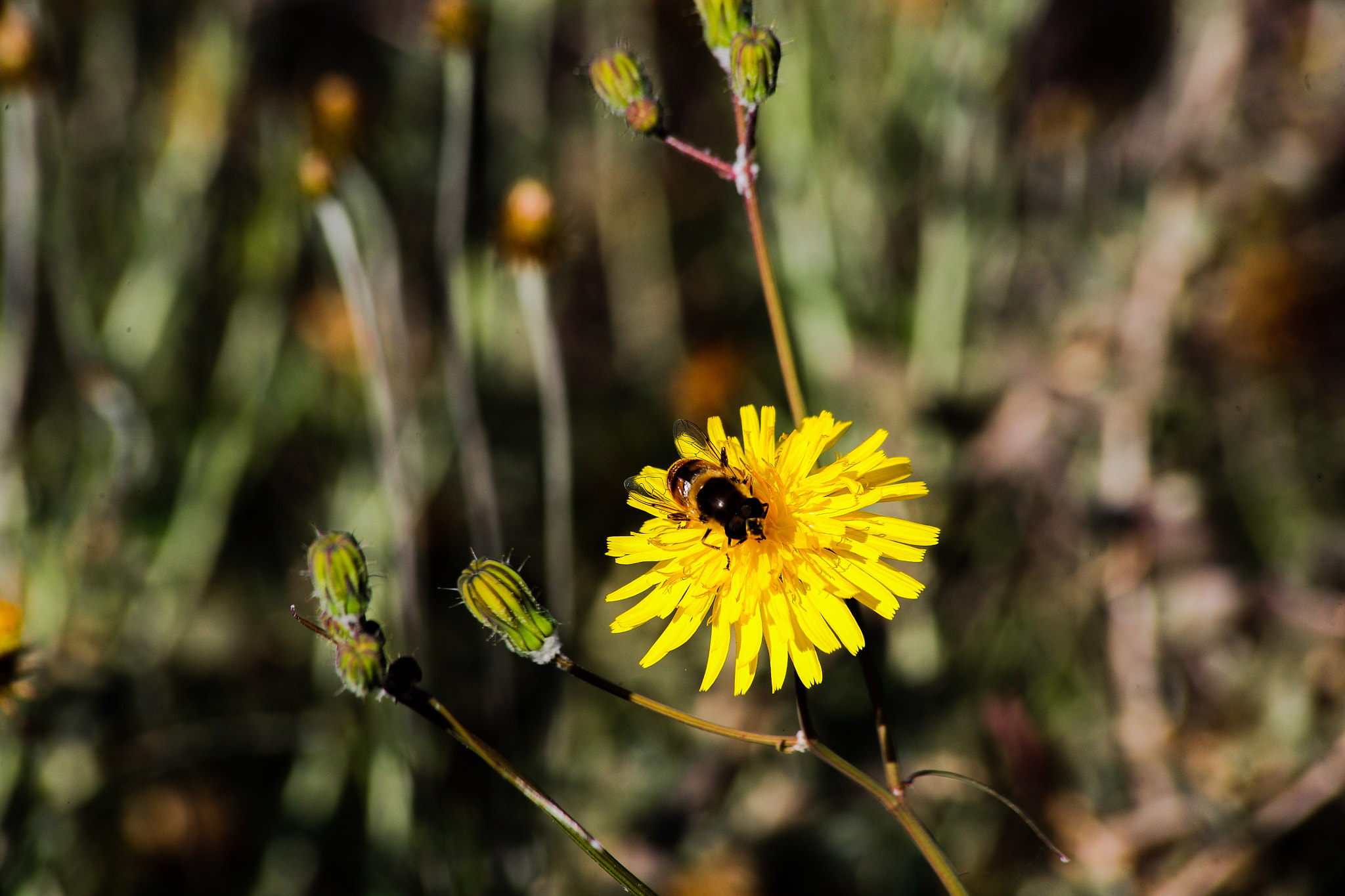 Canon EF 70-300mm F4-5.6 IS USM sample photo