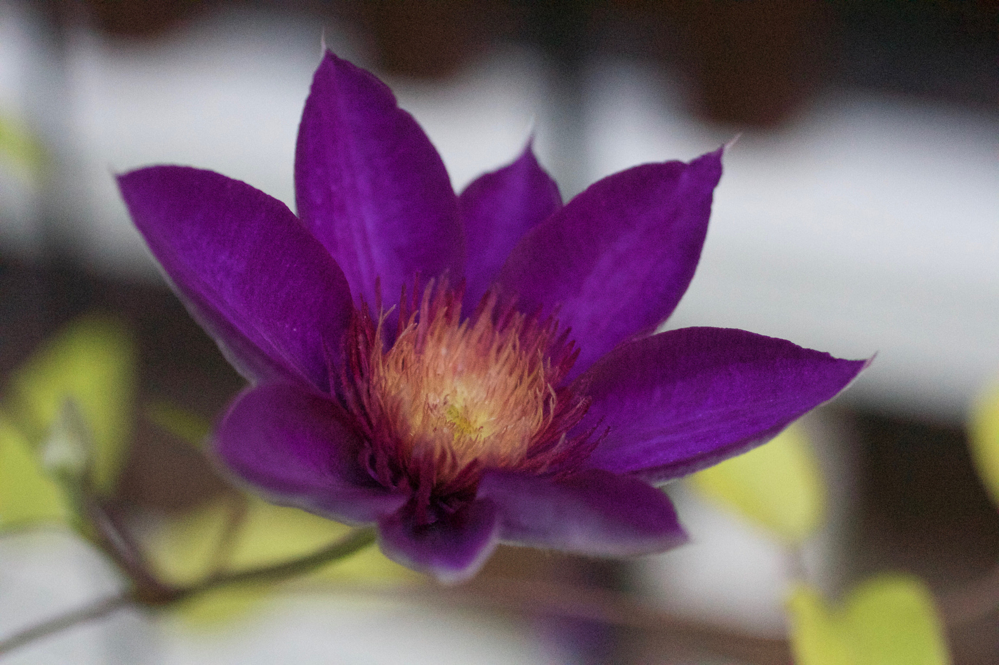 Canon EF 50mm F2.5 Macro sample photo