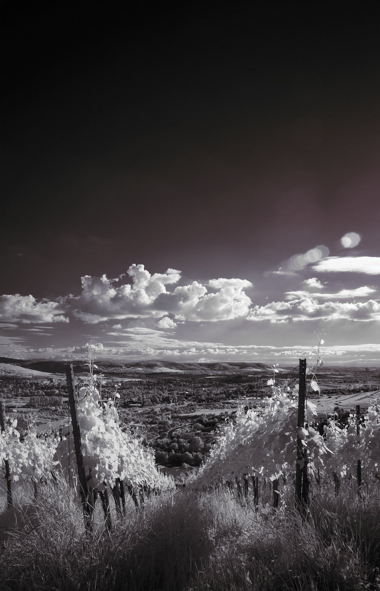 Canon EF 24-70mm F2.8L II USM sample photo. Ir vineyard photography