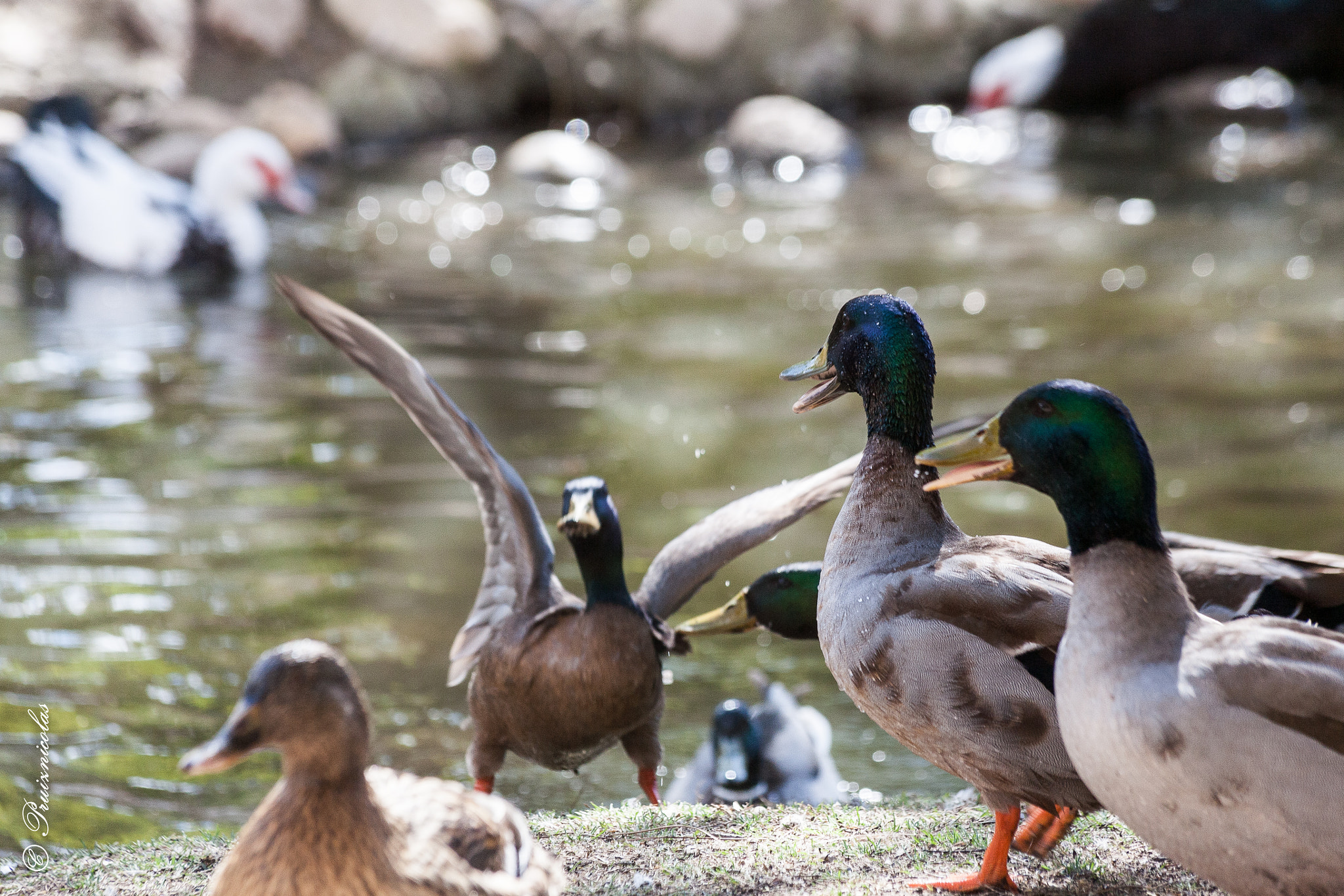 Canon EF 70-300mm F4-5.6 IS USM sample photo