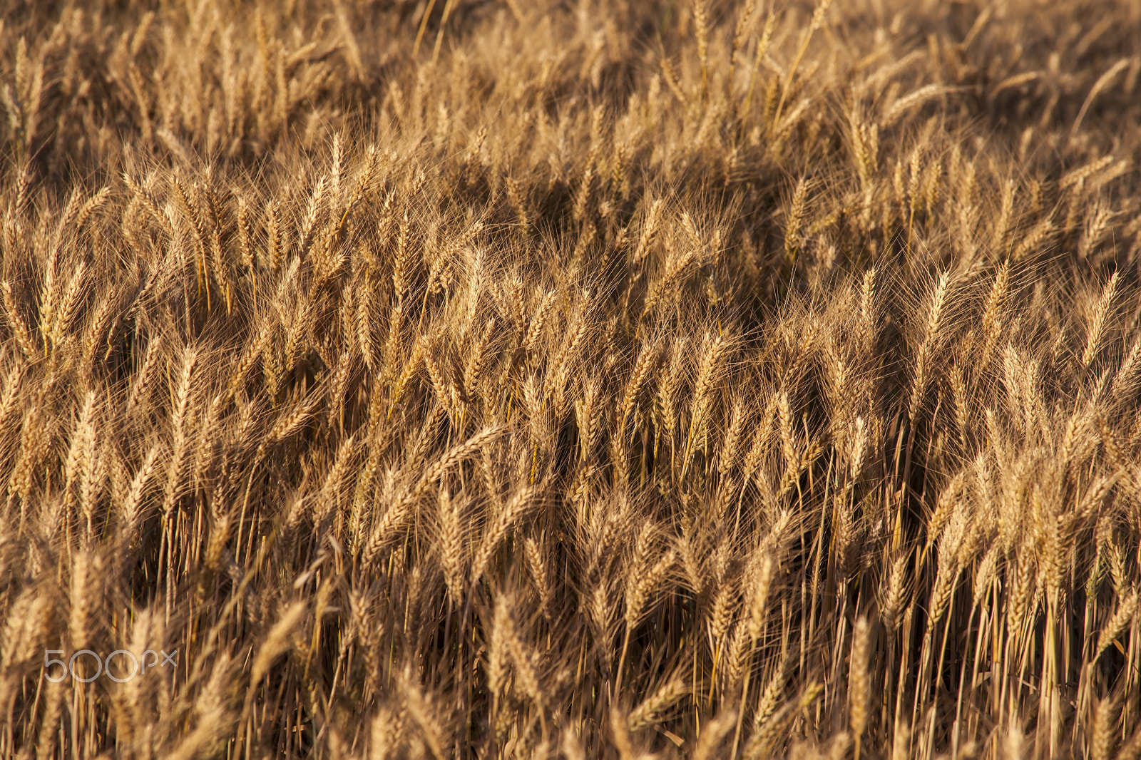 Minolta AF 80-200mm F2.8 HS-APO G sample photo. Wheat photography