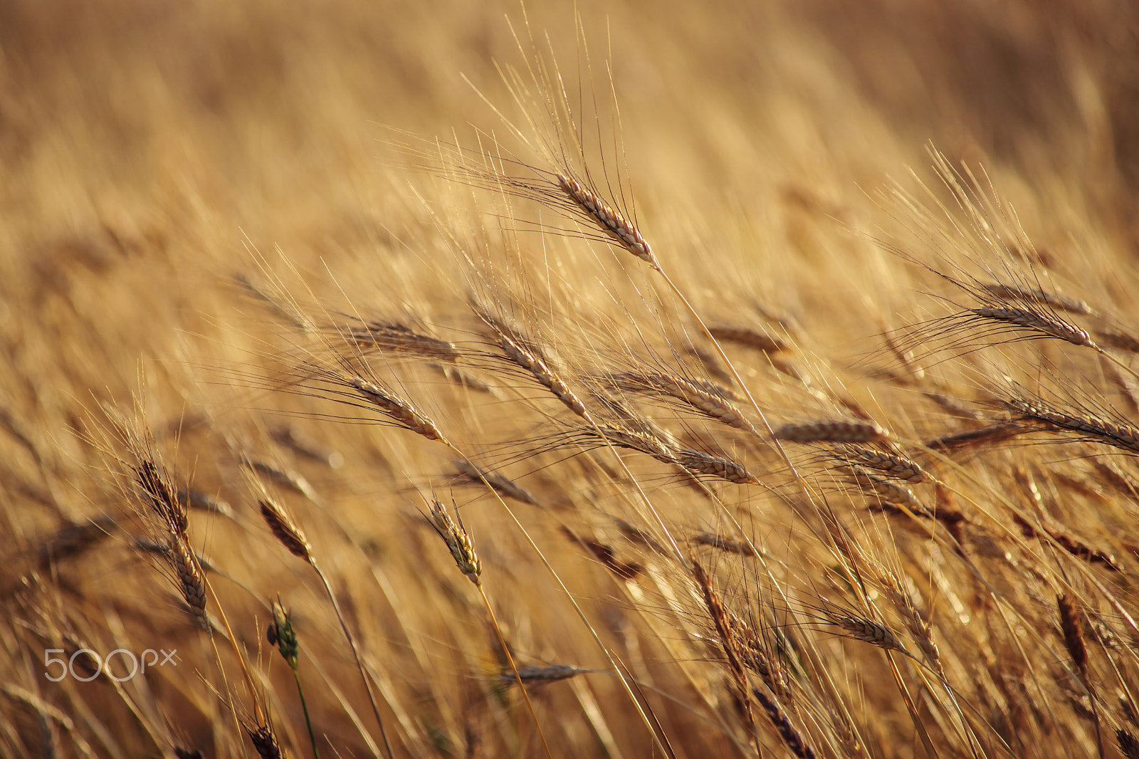 Sony Alpha DSLR-A900 sample photo. Wheat photography