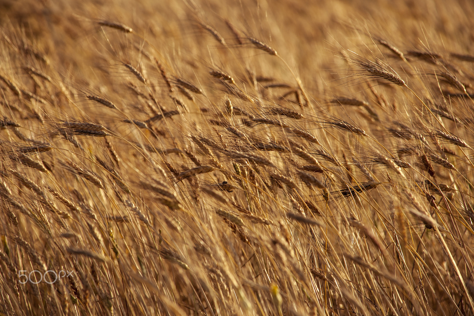 Sony Alpha DSLR-A900 sample photo. Wheat photography