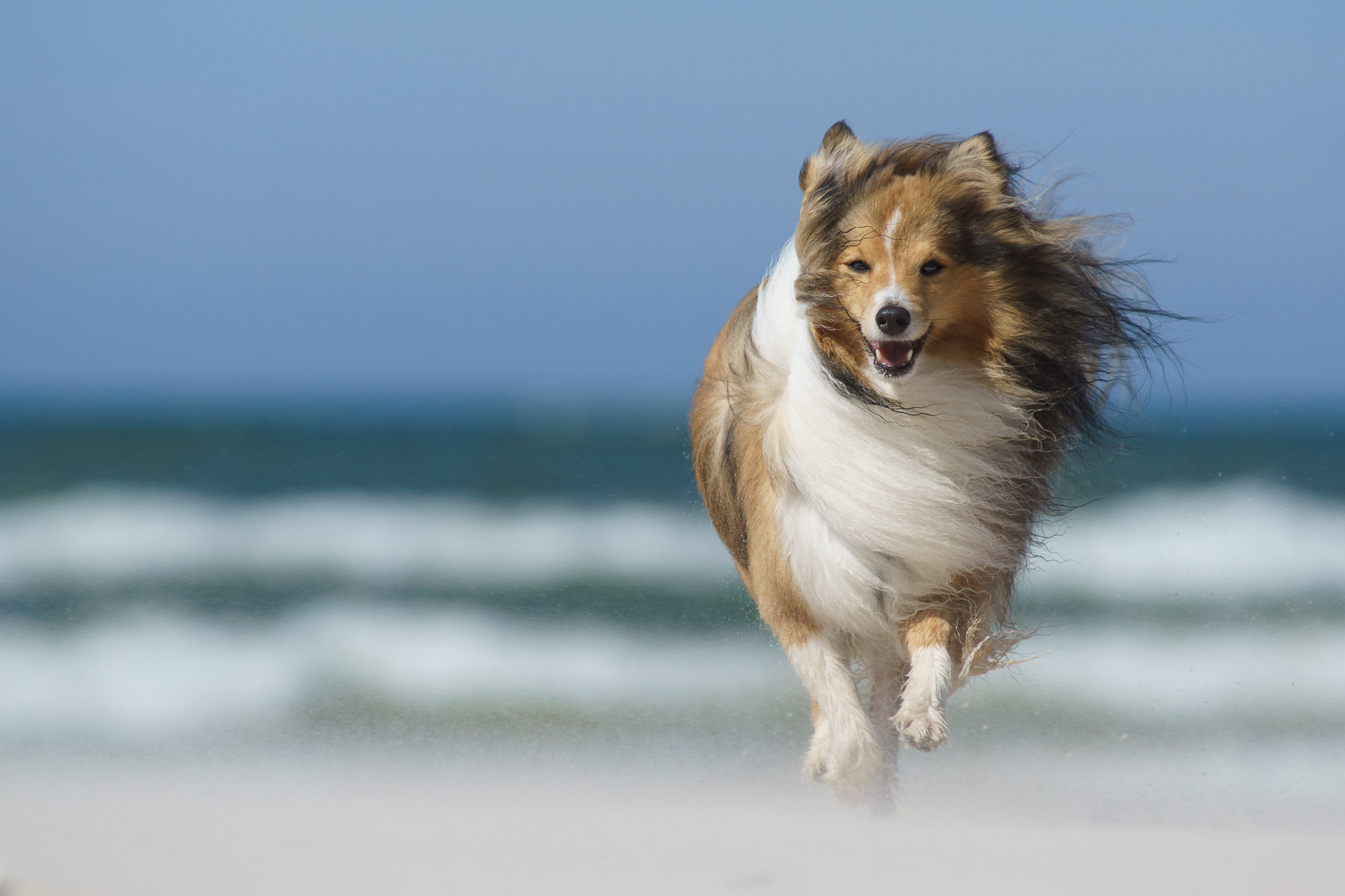 Minolta AF 80-200mm F2.8 HS-APO G sample photo. Yoshi and beach photography