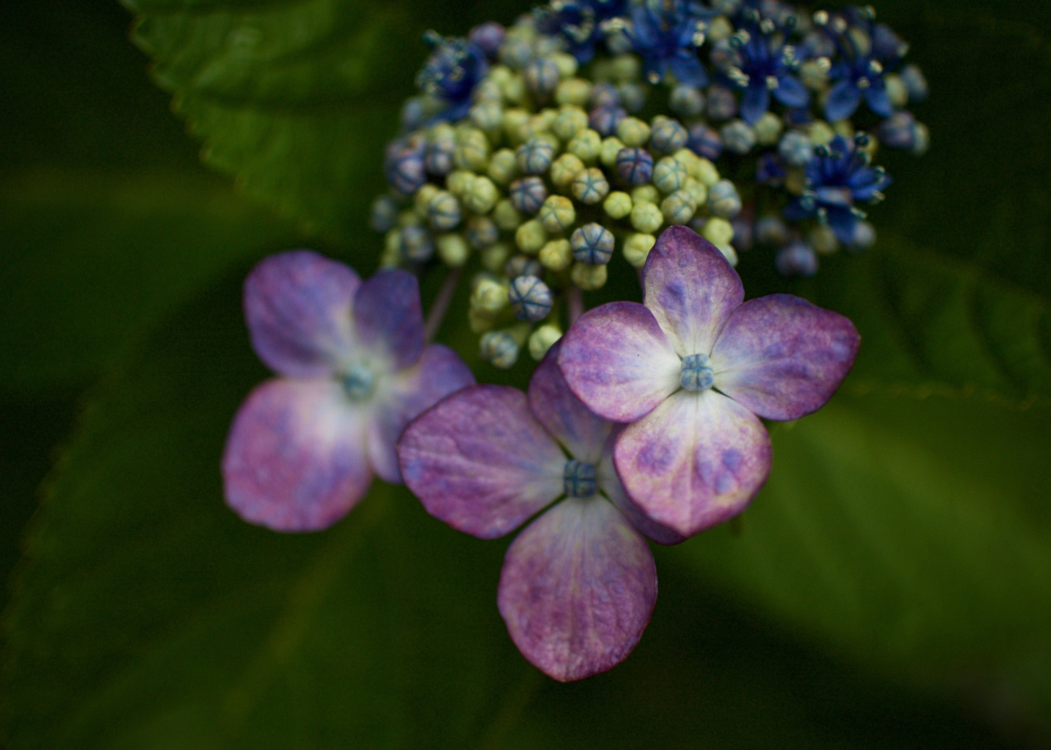 Nikon 1 J2 + Nikon 1 Nikkor 18.5mm F1.8 sample photo. Hydrangea trio photography