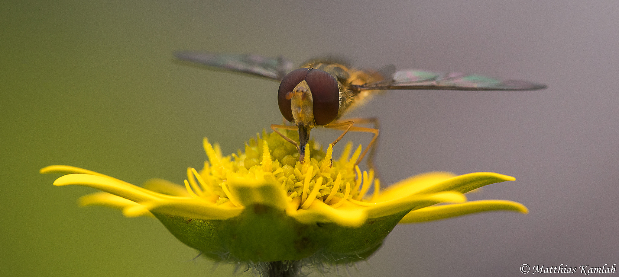 Sony a7 II + 105mm F2.8 sample photo. Schwebefliege2 photography