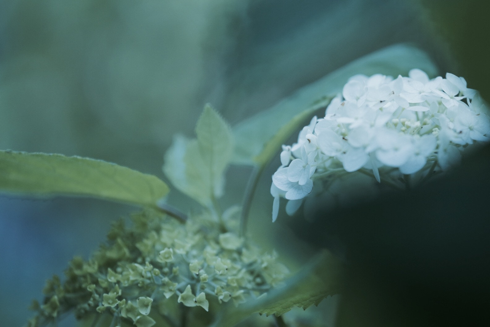 Canon EF 180mm F3.5L Macro USM sample photo. Hydrangea photography