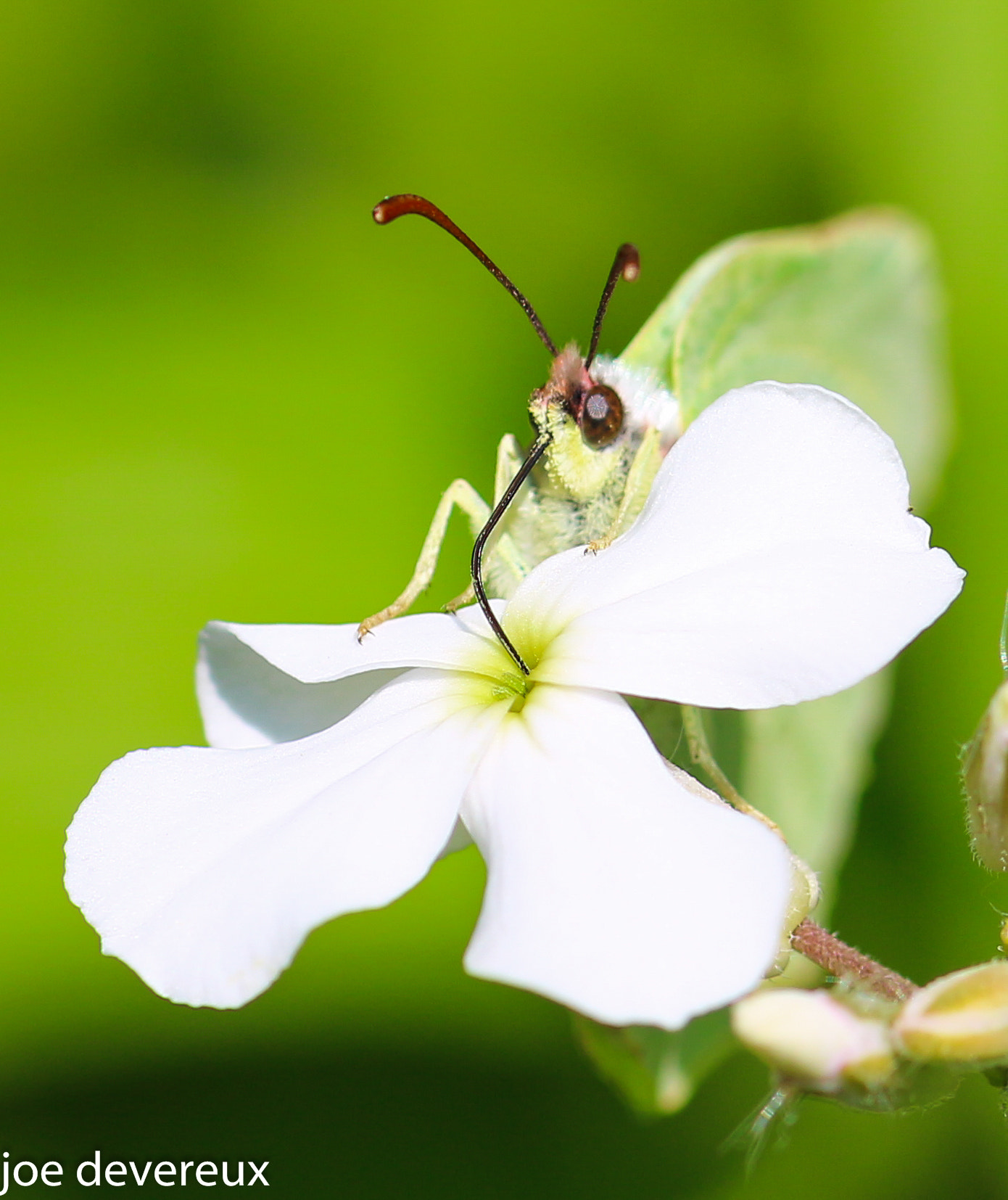 Sigma 105mm F2.8 EX DG OS HSM sample photo. Brimstone feeding photography