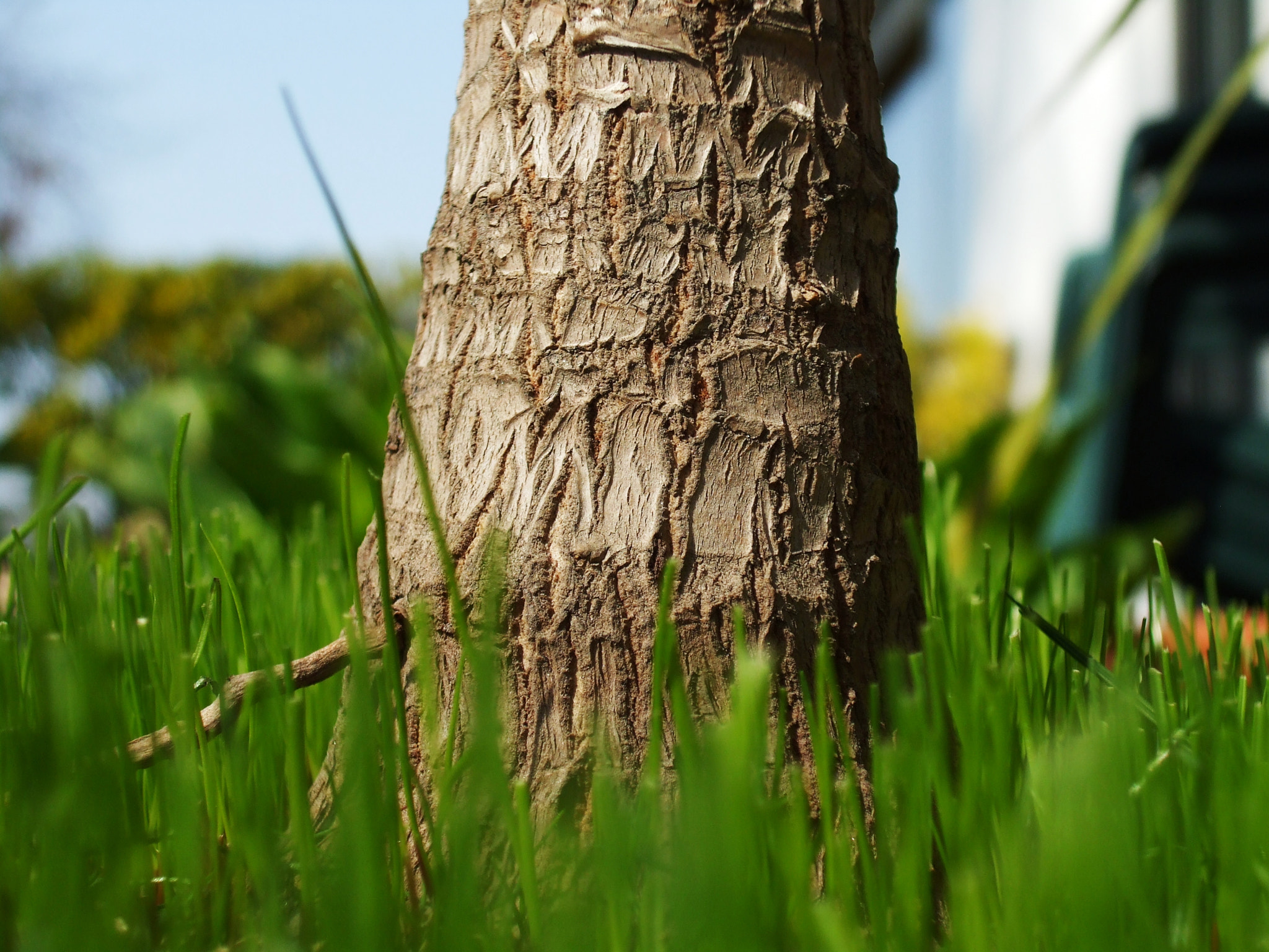 Fujifilm FinePix A820 sample photo. Wood and grass photography